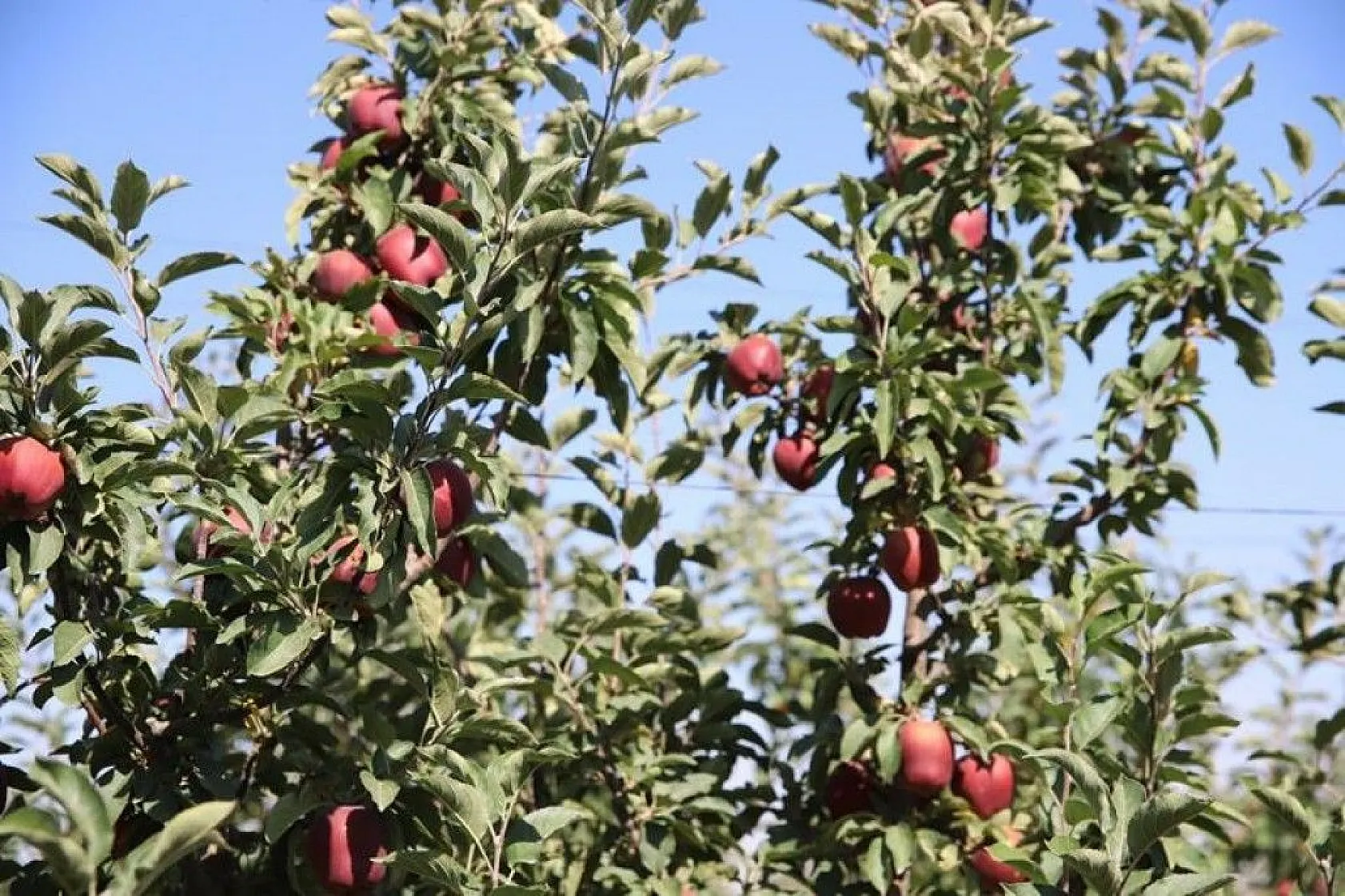 Memurluğu bıraktı, modern tarımla kendi işinin patronu oldu