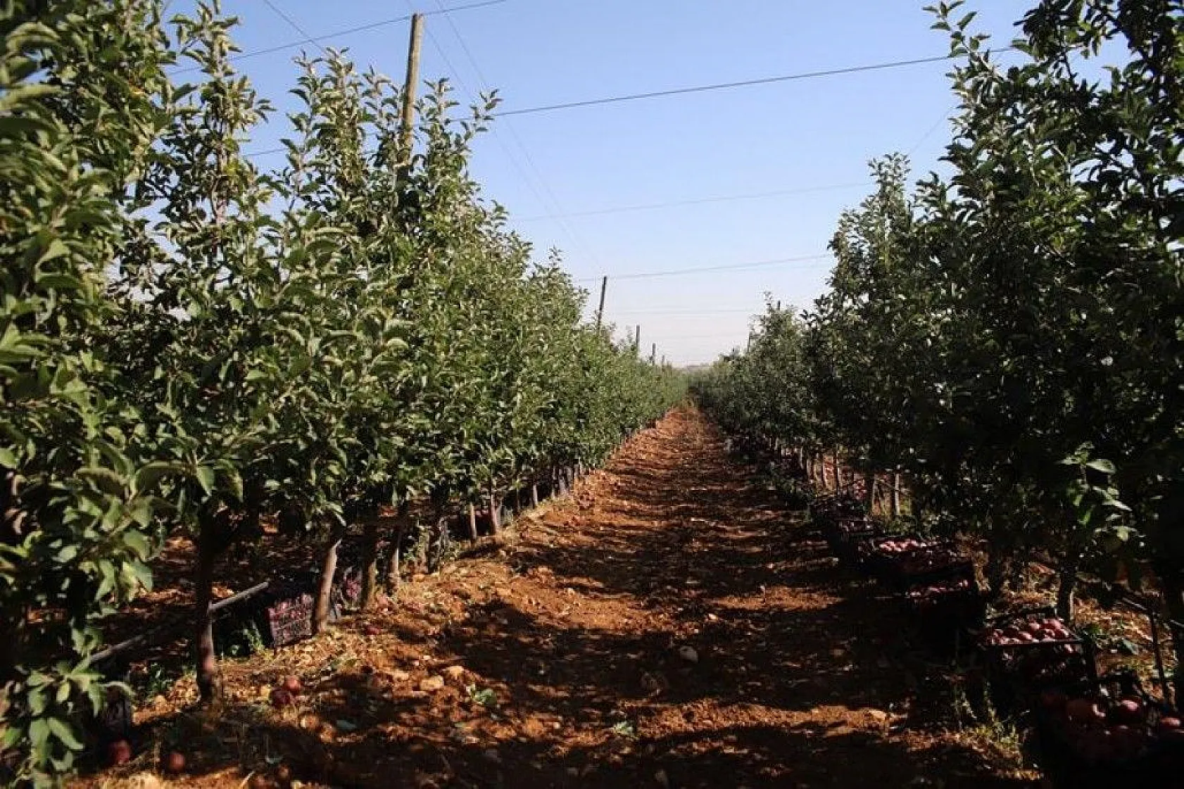 Memurluğu bıraktı, modern tarımla kendi işinin patronu oldu