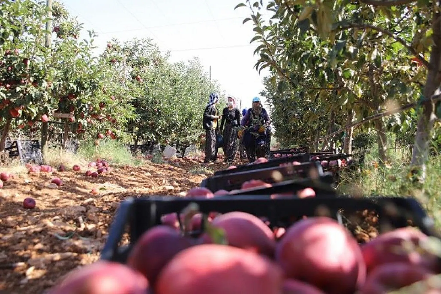 Memurluğu bıraktı, modern tarımla kendi işinin patronu oldu
