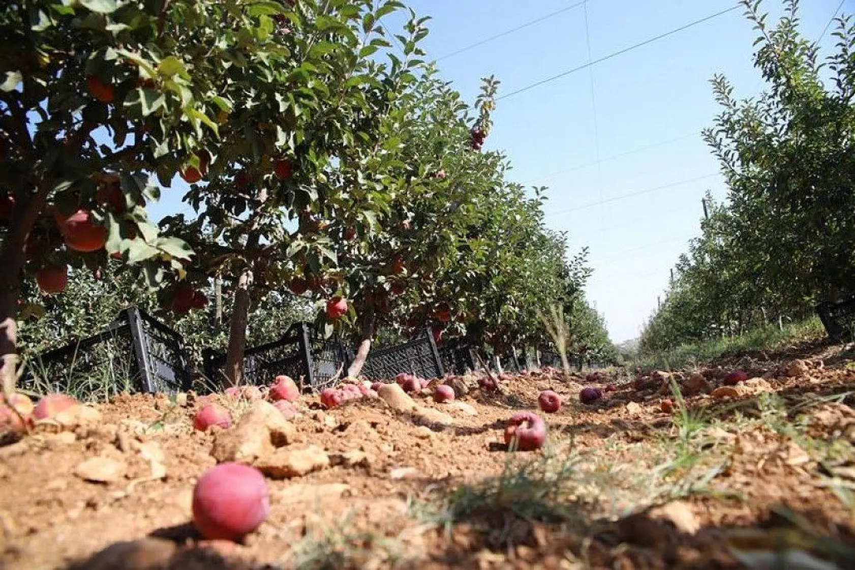 Memurluğu bıraktı, modern tarımla kendi işinin patronu oldu