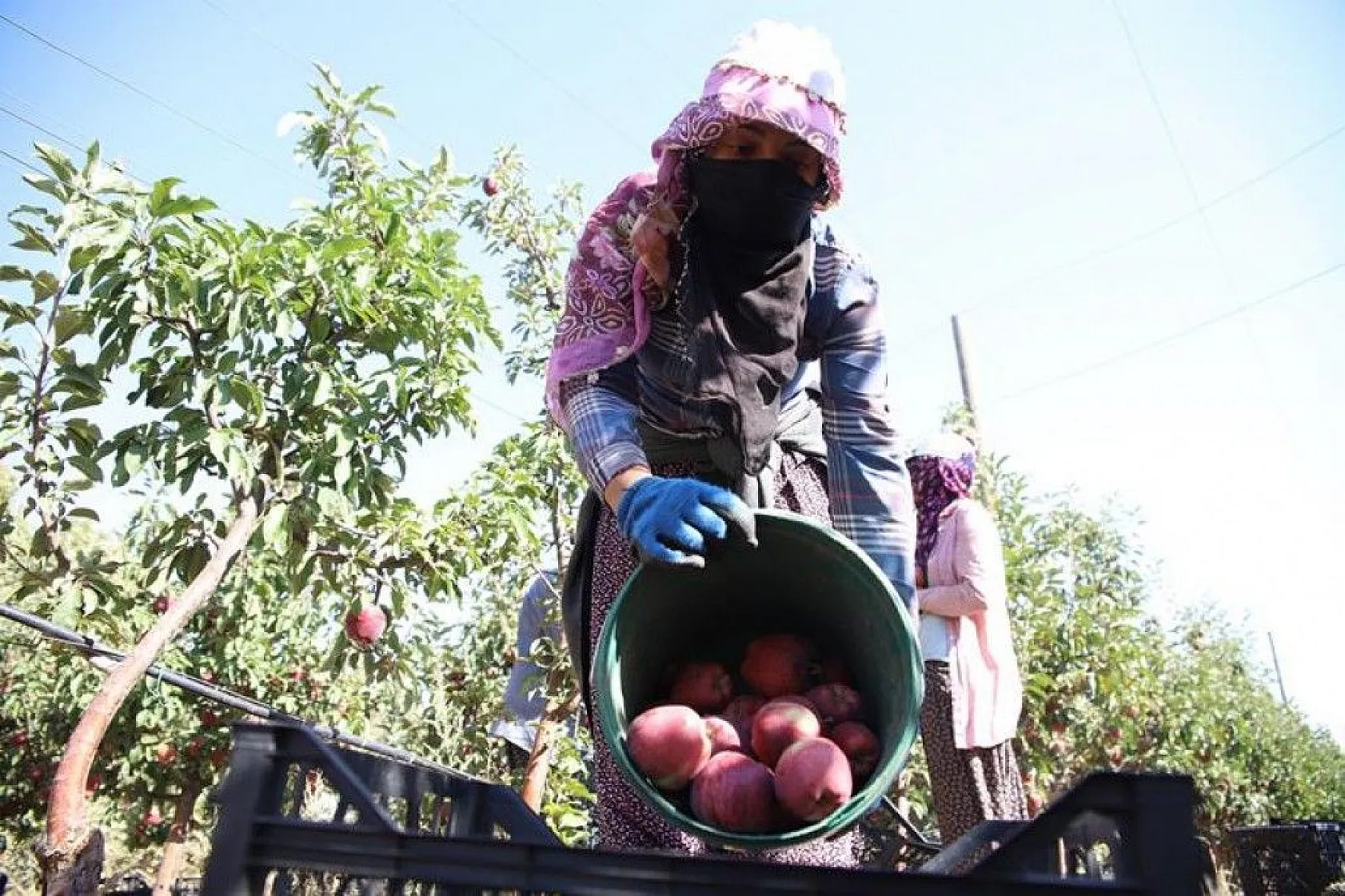 Memurluğu bıraktı, modern tarımla kendi işinin patronu oldu