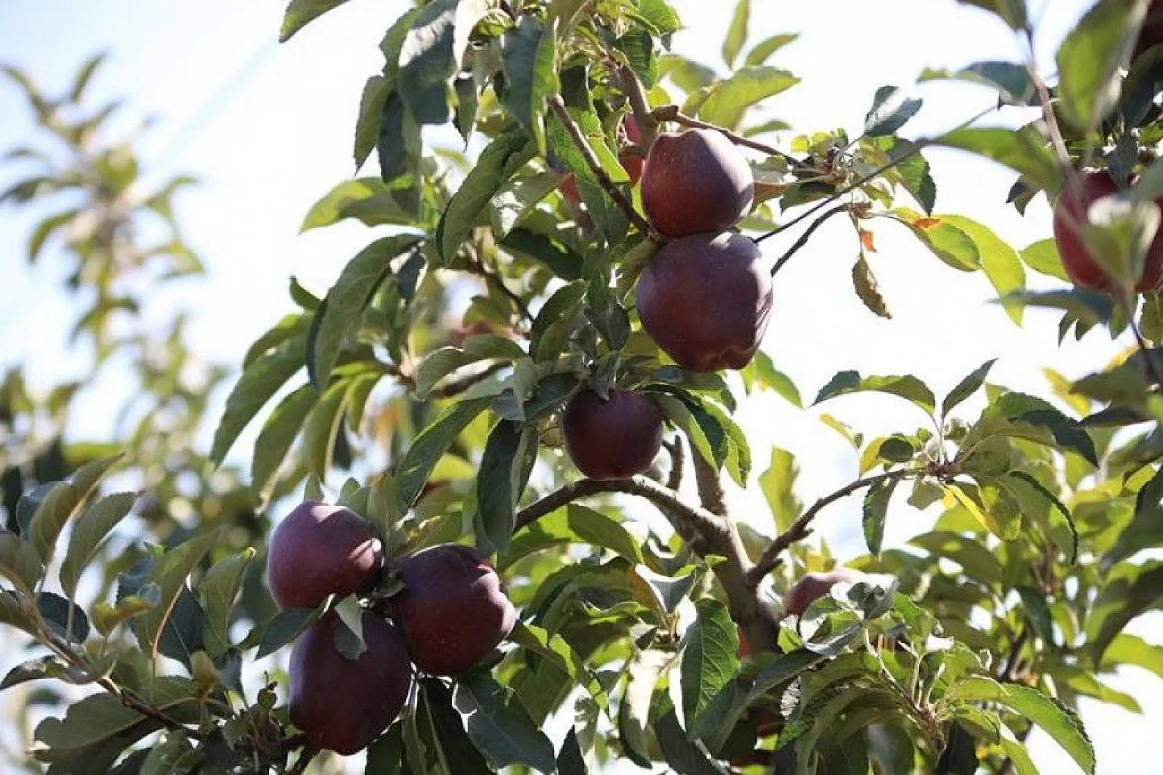 Memurluğu bıraktı, modern tarımla kendi işinin patronu oldu