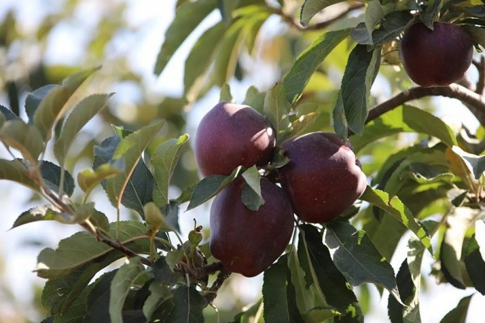 Memurluğu bıraktı, modern tarımla kendi işinin patronu oldu