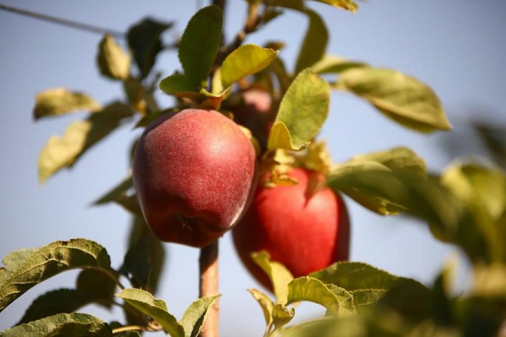 Memurluğu bıraktı, modern tarımla kendi işinin patronu oldu