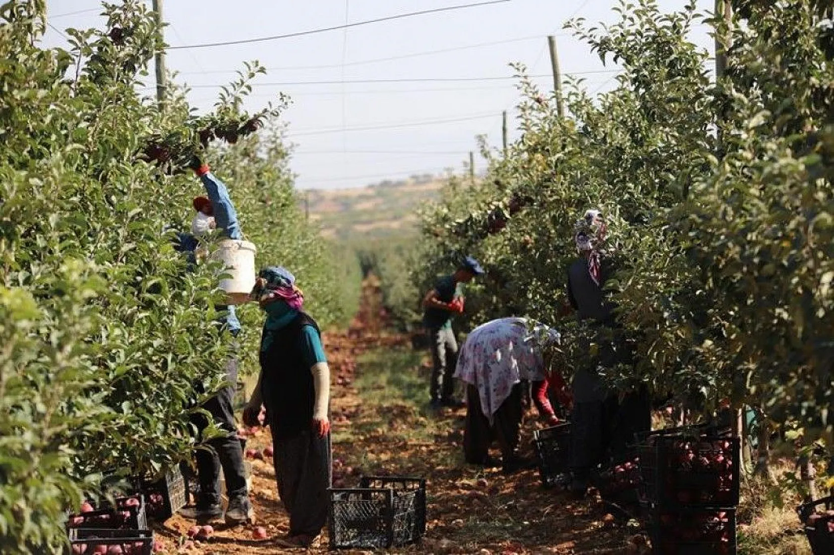 Memurluğu bıraktı, modern tarımla kendi işinin patronu oldu