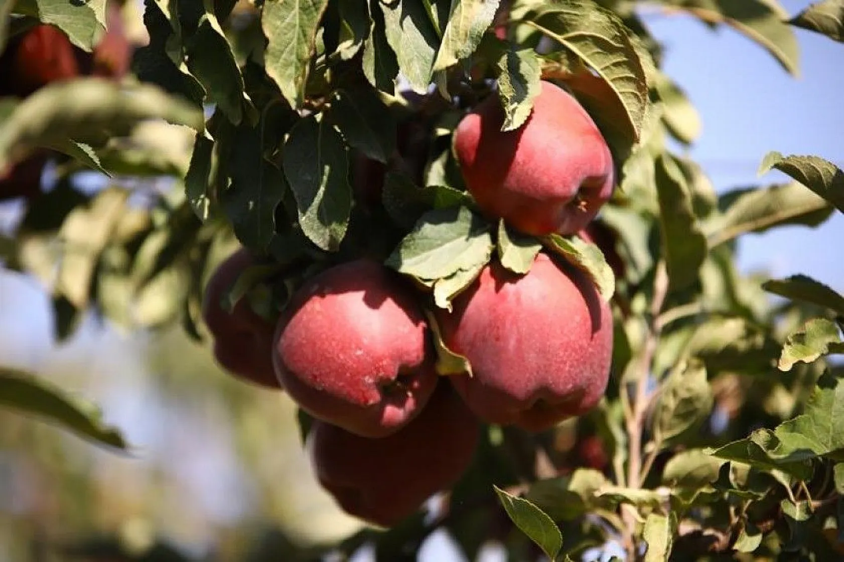 Memurluğu bıraktı, modern tarımla kendi işinin patronu oldu