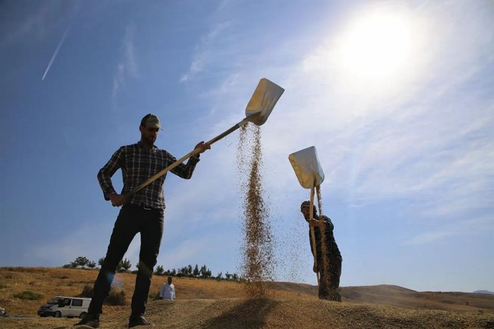 150 gün suyun içinde yetişen pirinçte hasat zamanı