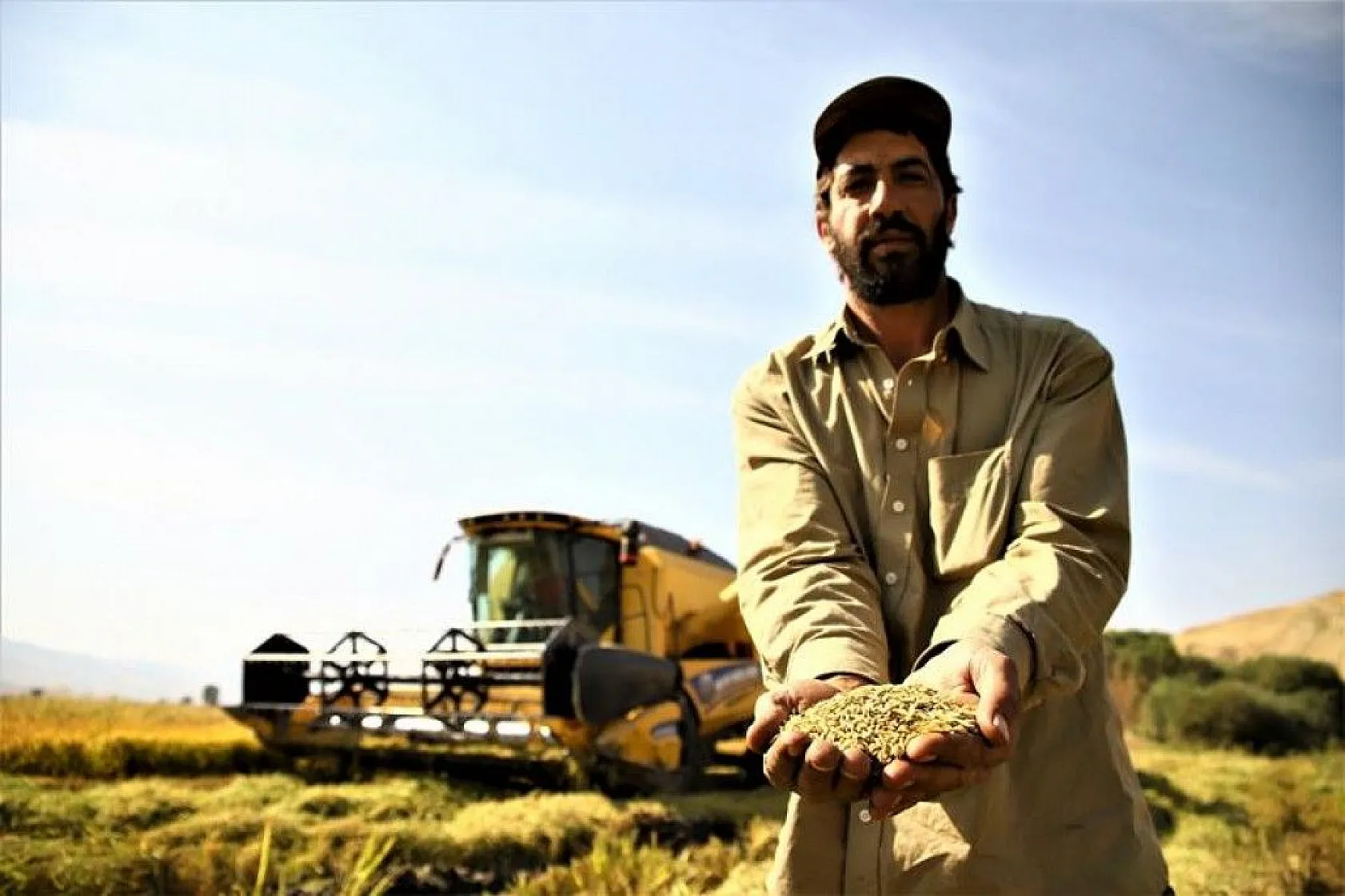 150 gün suyun içinde yetişen pirinçte hasat zamanı