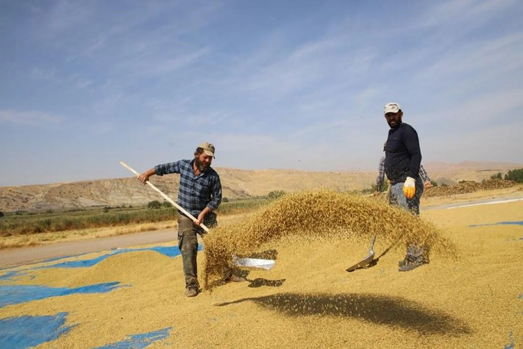150 gün suyun içinde yetişen pirinçte hasat zamanı
