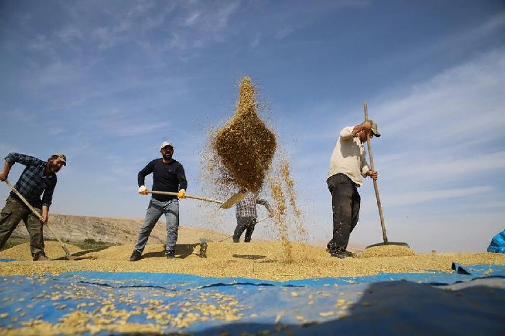 150 gün suyun içinde yetişen pirinçte hasat zamanı
