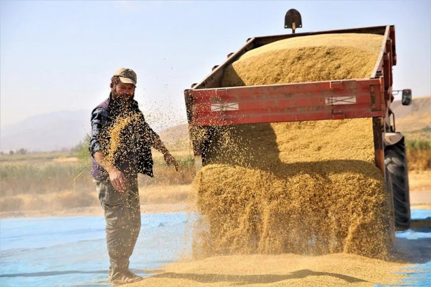 150 gün suyun içinde yetişen pirinçte hasat zamanı