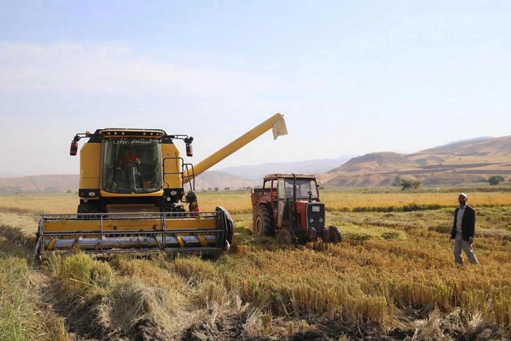 150 gün suyun içinde yetişen pirinçte hasat zamanı