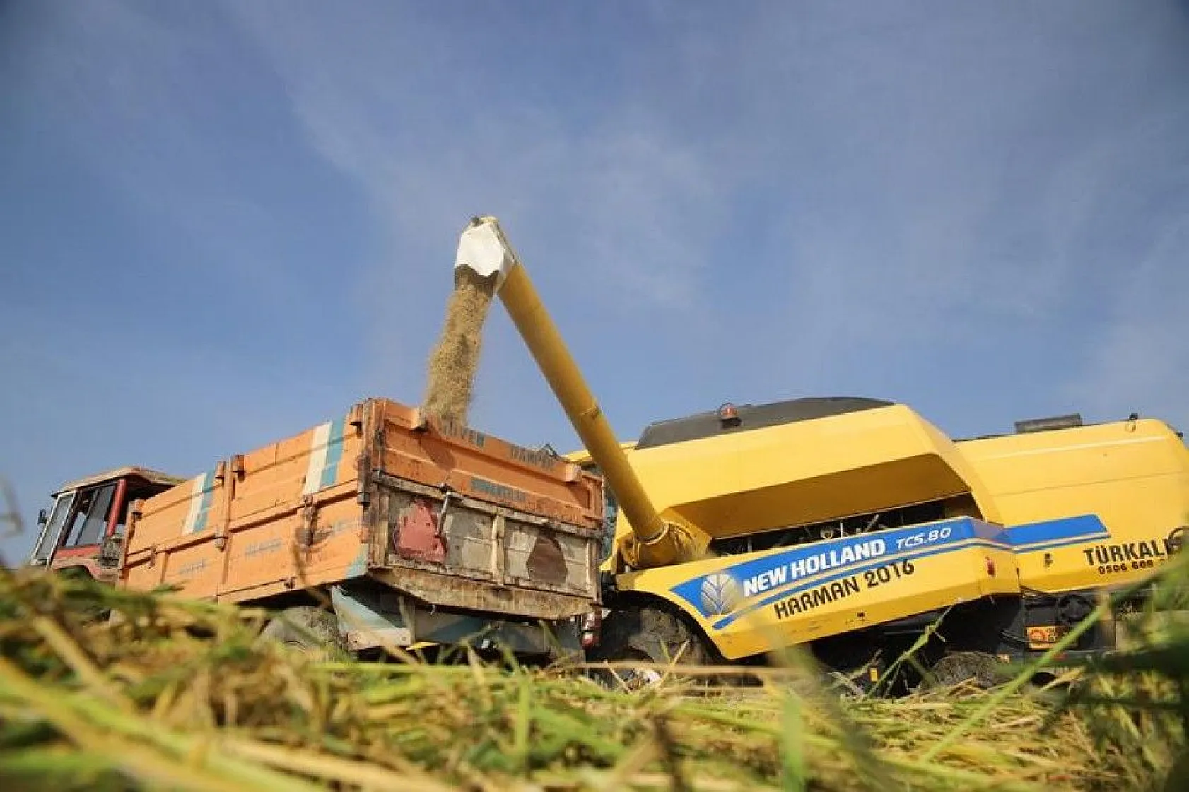 150 gün suyun içinde yetişen pirinçte hasat zamanı