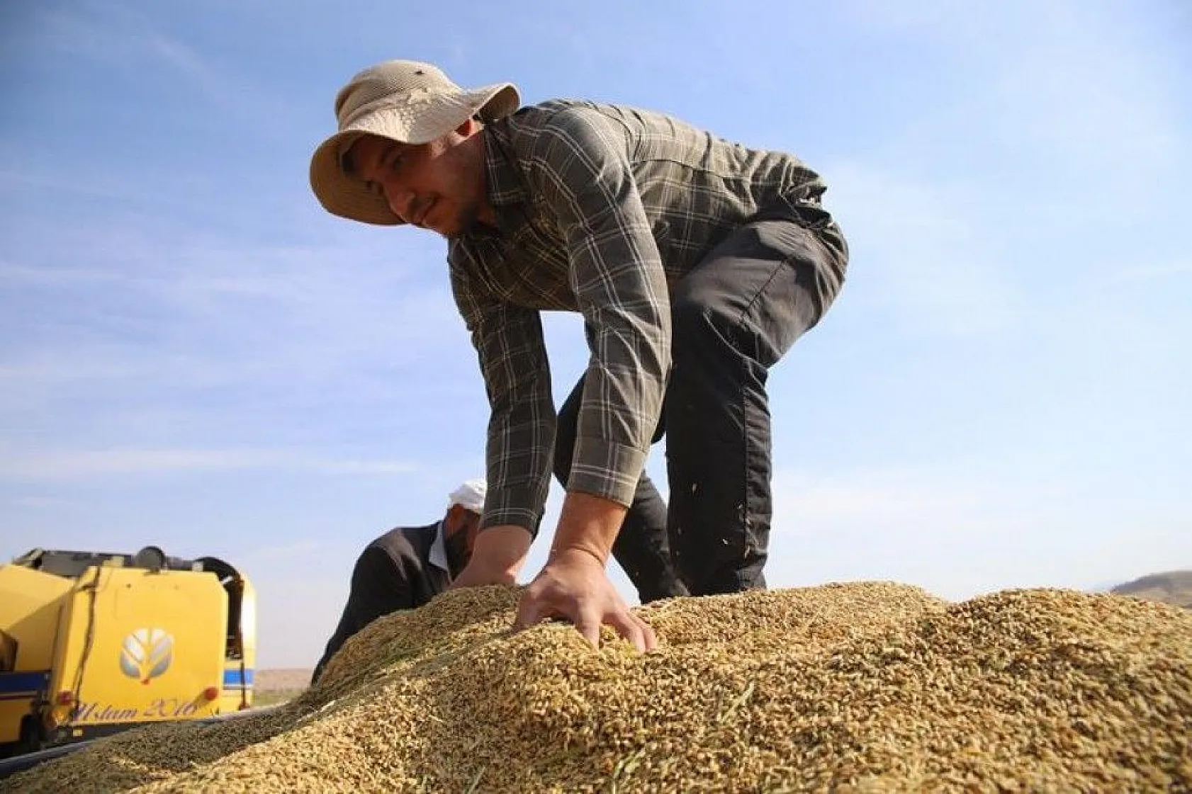 150 gün suyun içinde yetişen pirinçte hasat zamanı