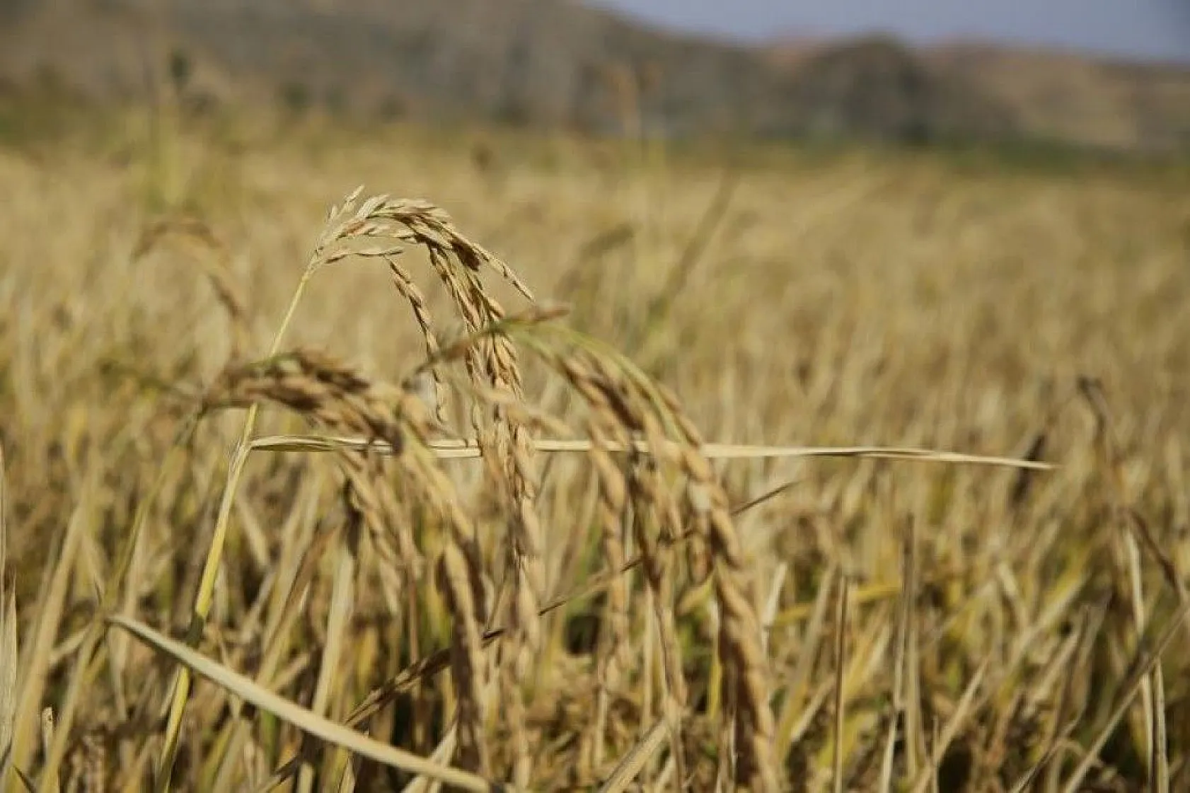 150 gün suyun içinde yetişen pirinçte hasat zamanı