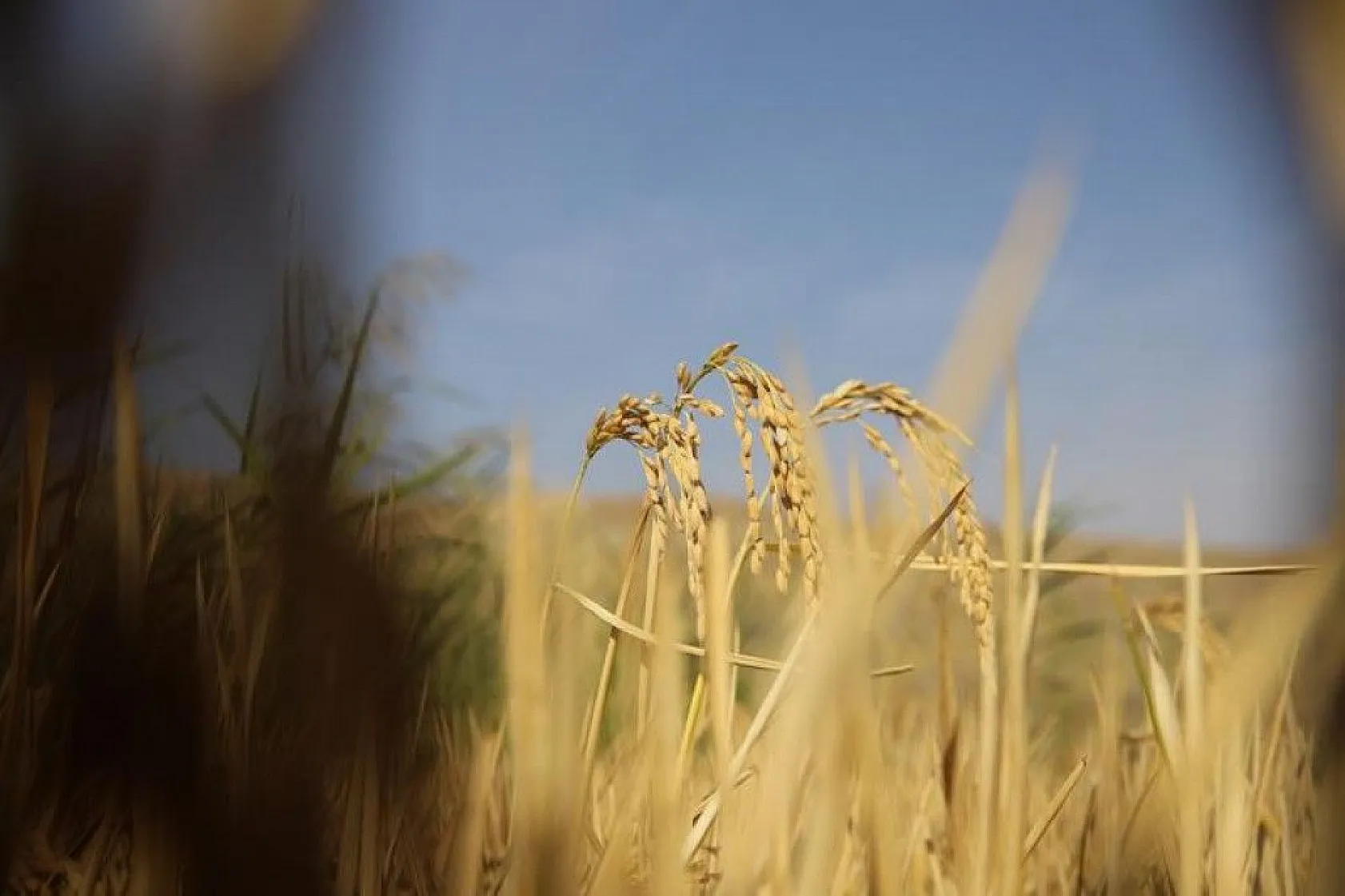 150 gün suyun içinde yetişen pirinçte hasat zamanı