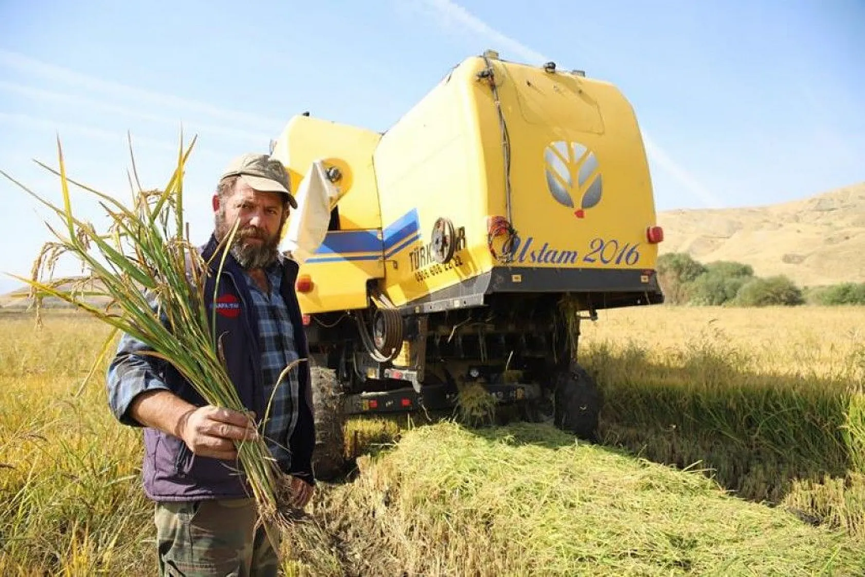 150 gün suyun içinde yetişen pirinçte hasat zamanı