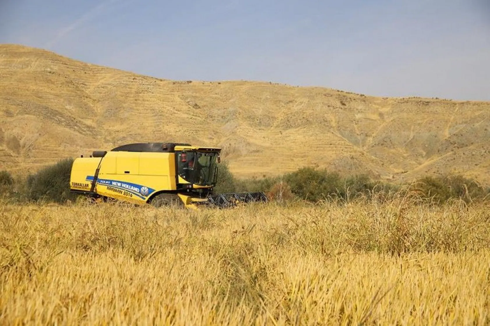 150 gün suyun içinde yetişen pirinçte hasat zamanı
