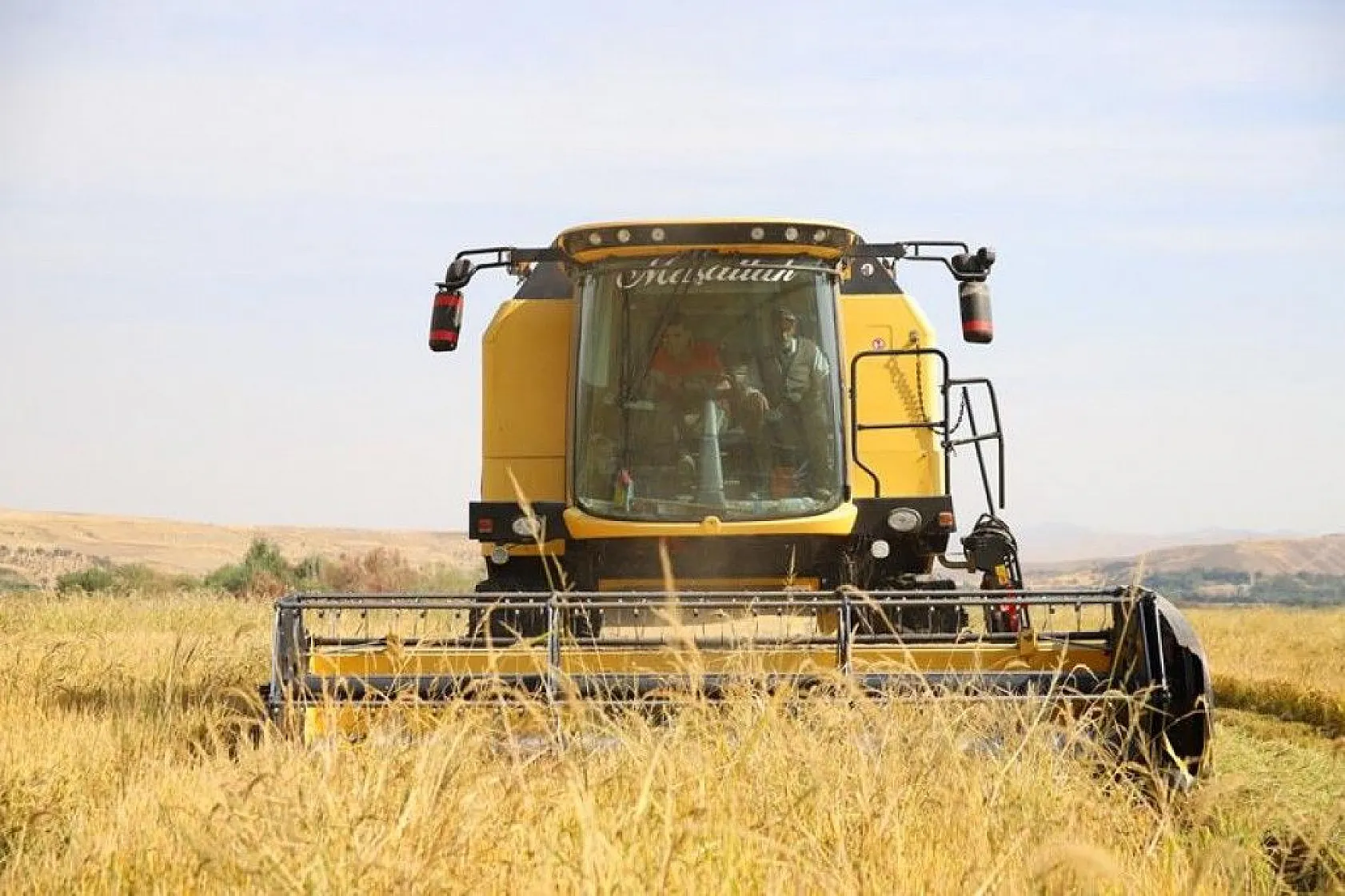 150 gün suyun içinde yetişen pirinçte hasat zamanı