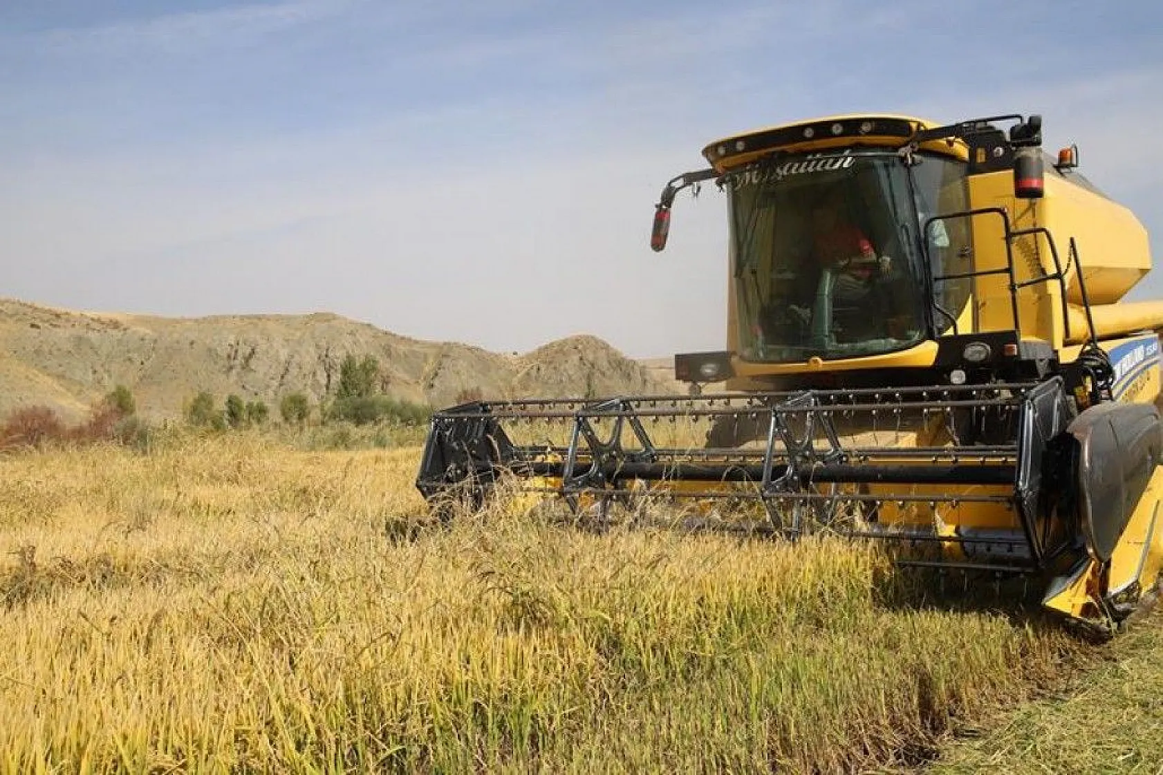 150 gün suyun içinde yetişen pirinçte hasat zamanı