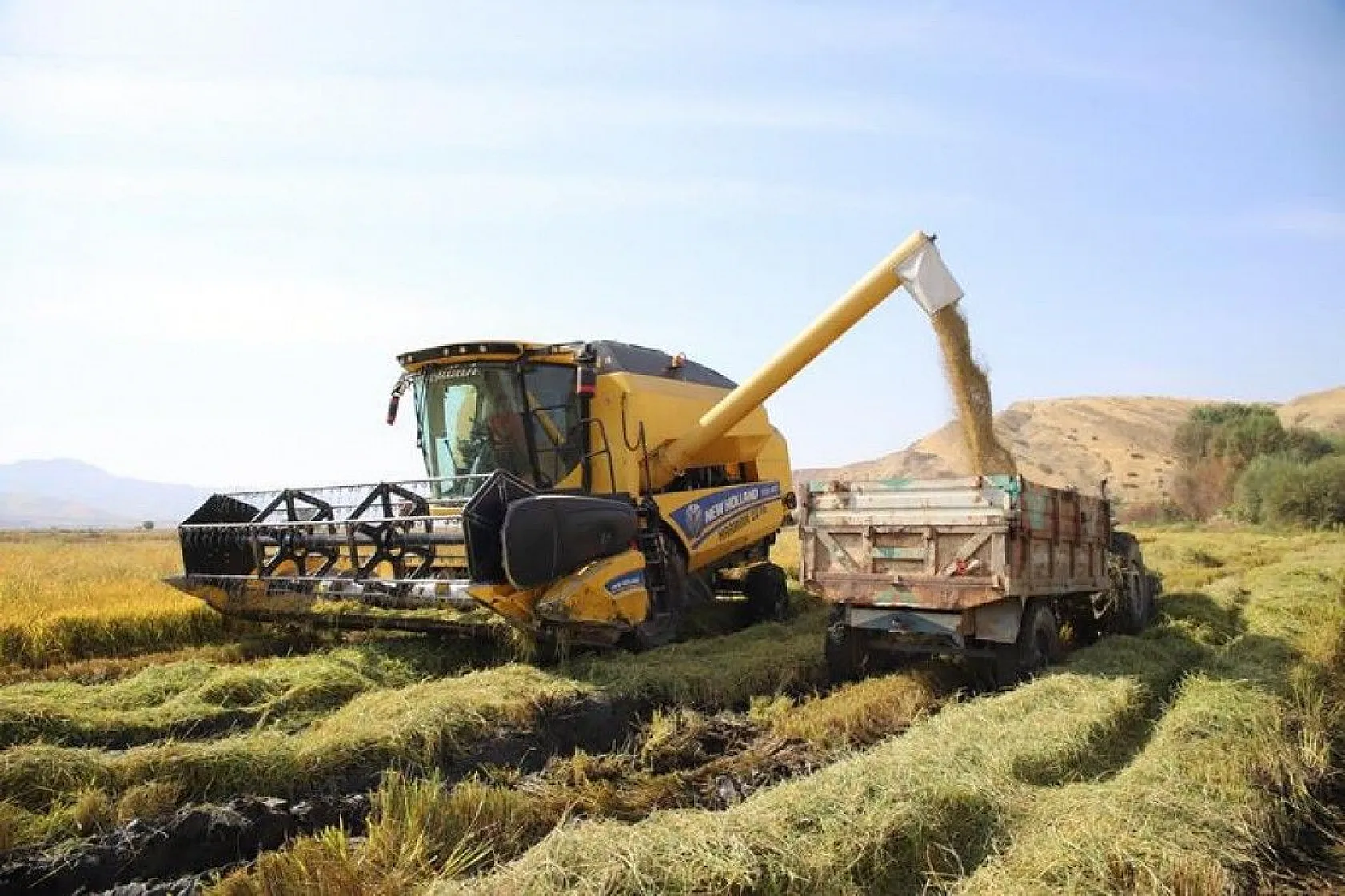 150 gün suyun içinde yetişen pirinçte hasat zamanı