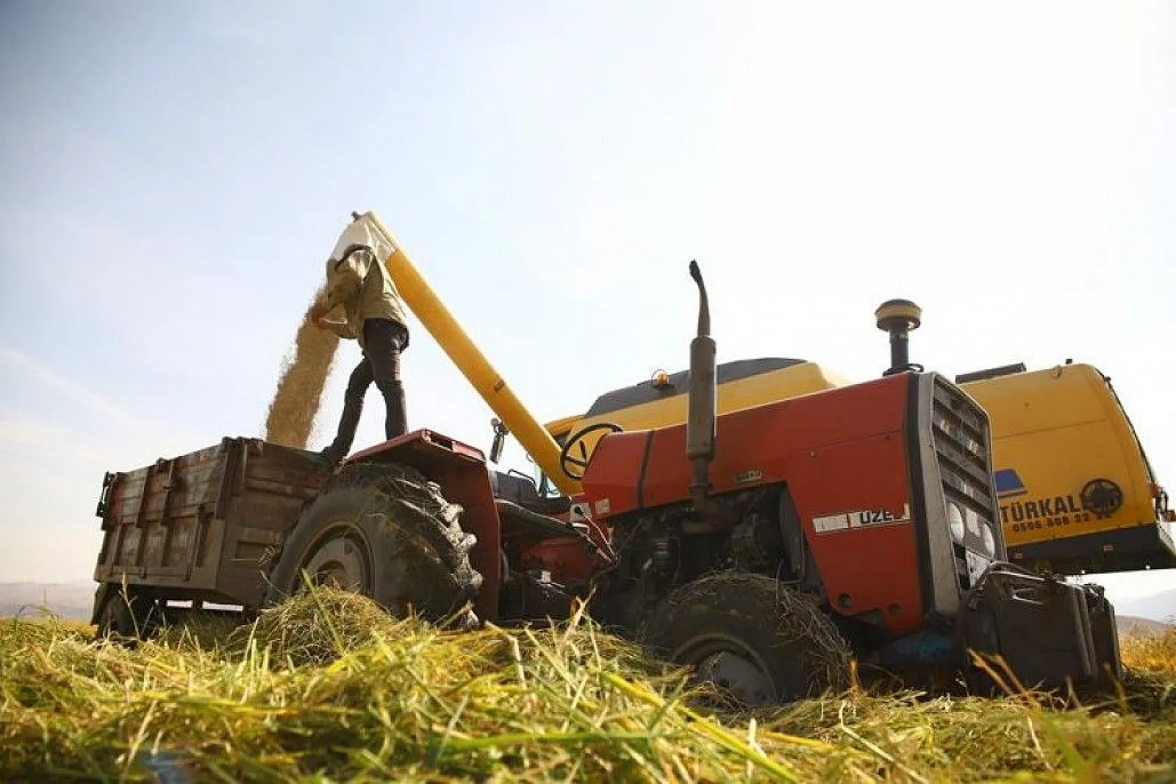 150 gün suyun içinde yetişen pirinçte hasat zamanı