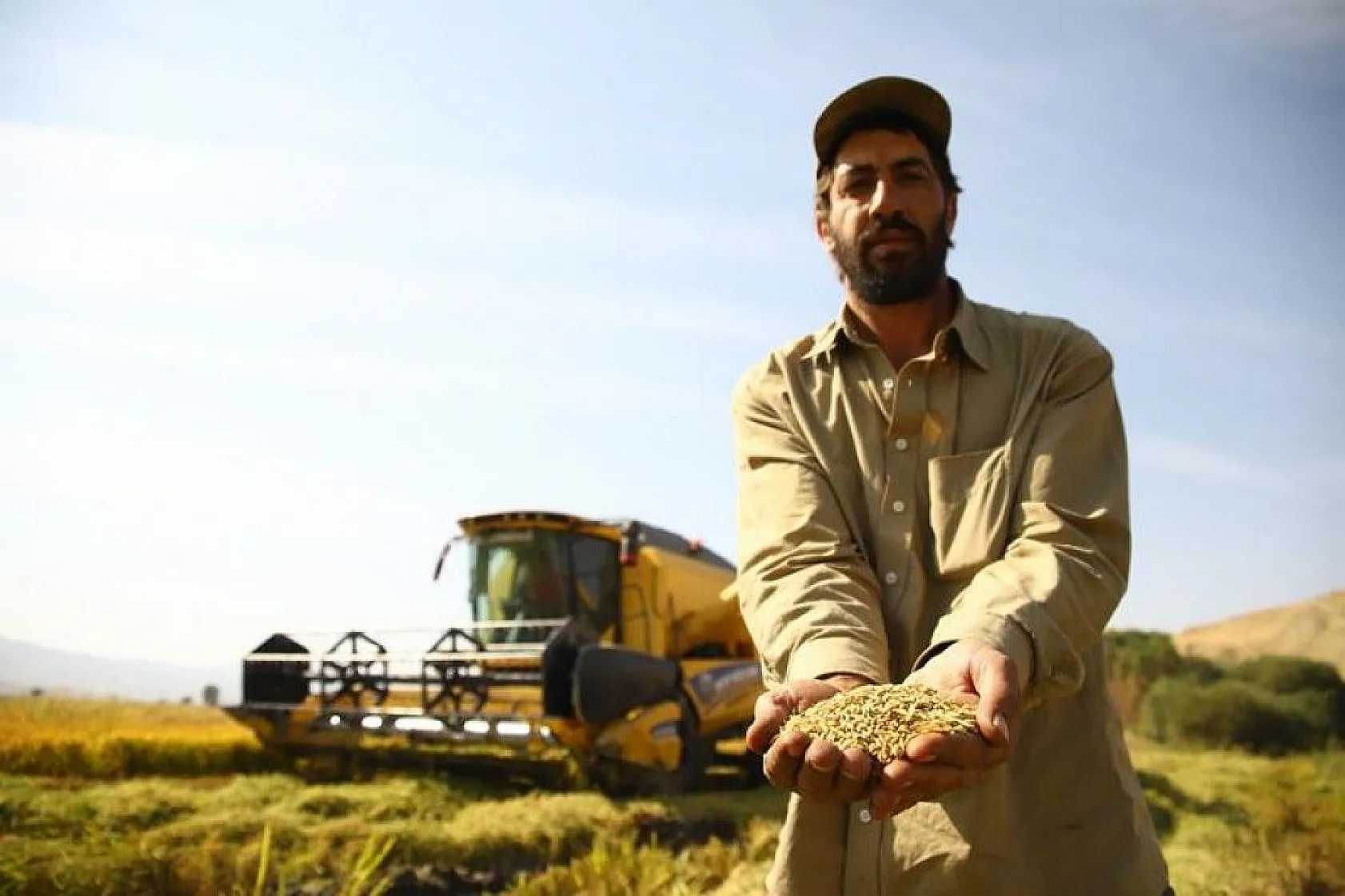 150 gün suyun içinde yetişen pirinçte hasat zamanı