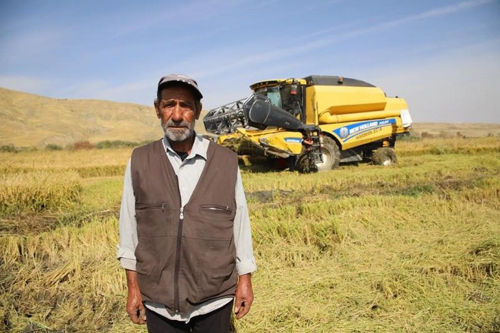 150 gün suyun içinde yetişen pirinçte hasat zamanı
