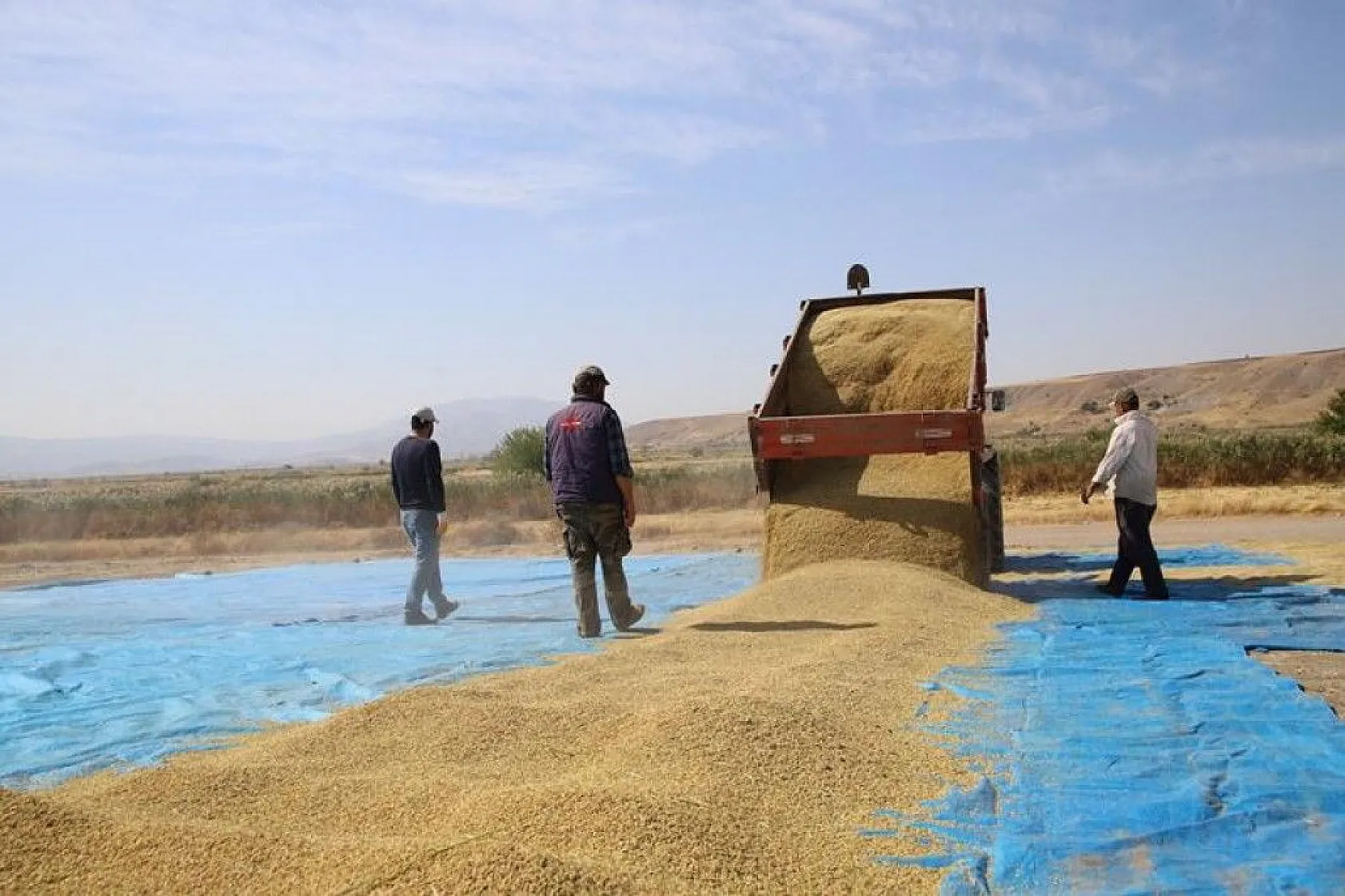 150 gün suyun içinde yetişen pirinçte hasat zamanı