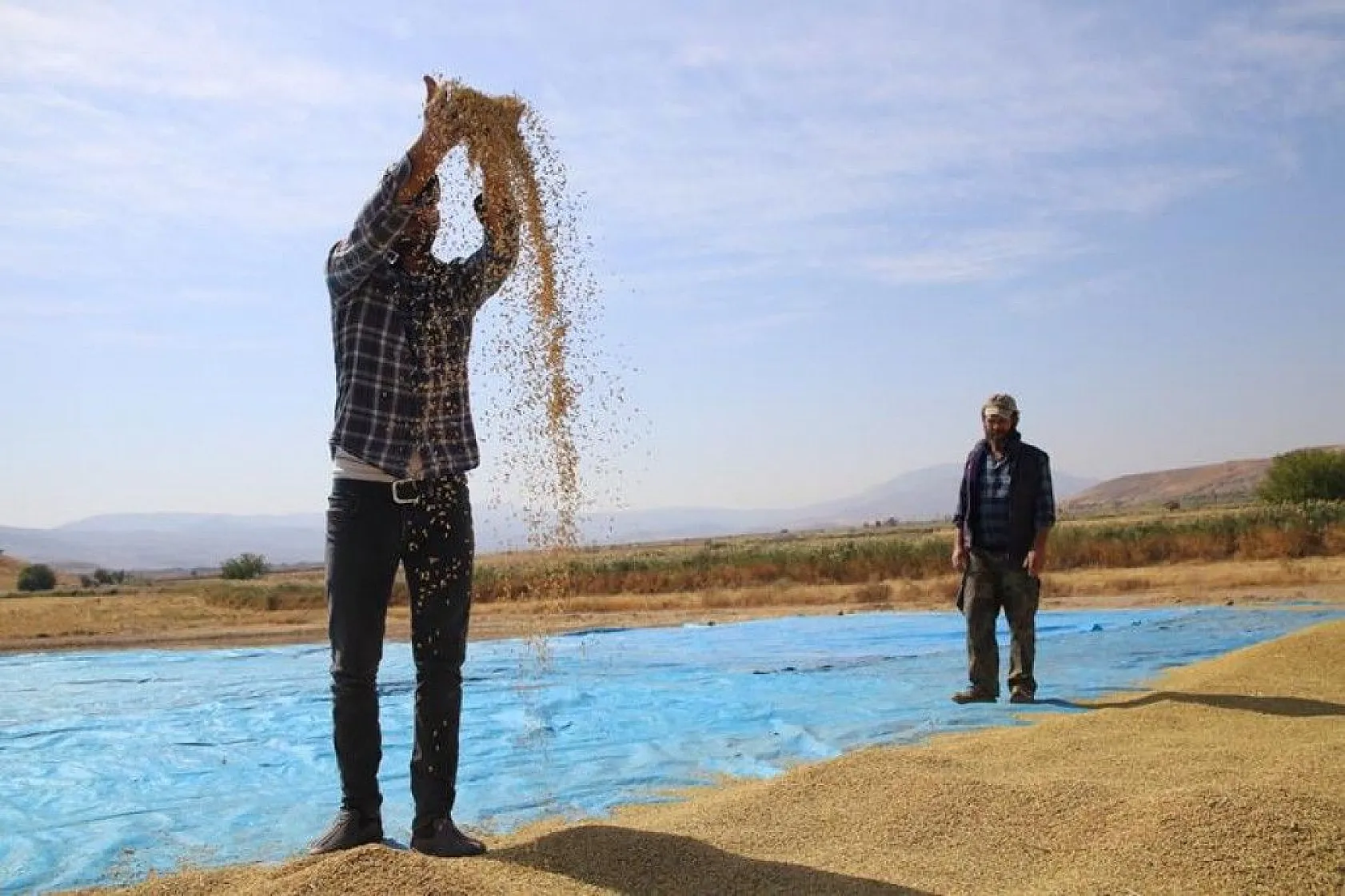 150 gün suyun içinde yetişen pirinçte hasat zamanı