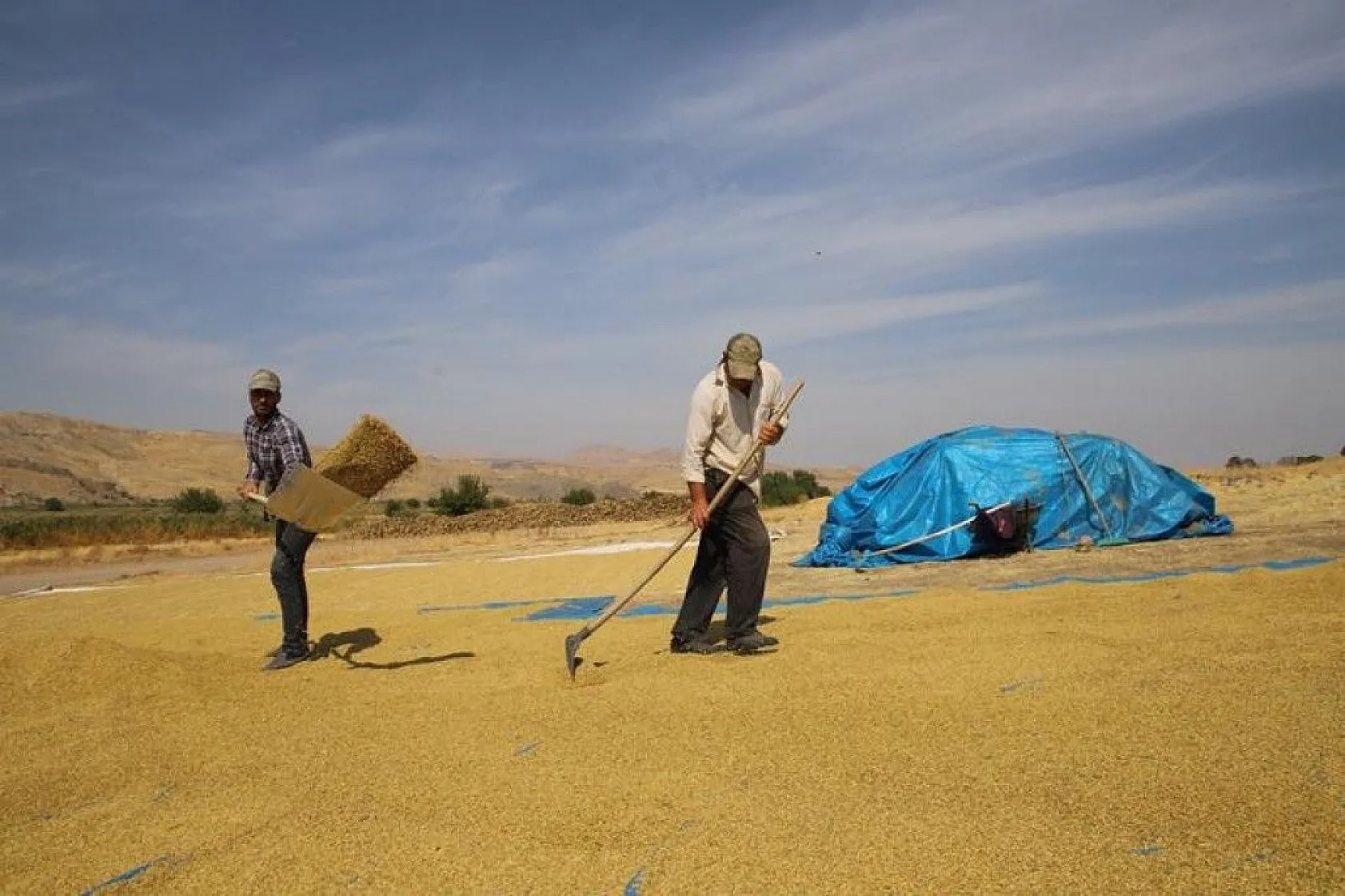 150 gün suyun içinde yetişen pirinçte hasat zamanı