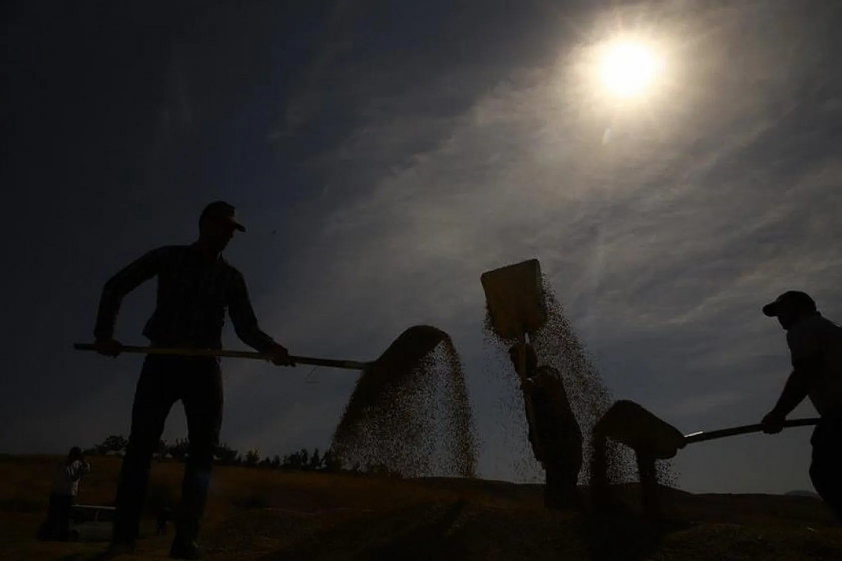 150 gün suyun içinde yetişen pirinçte hasat zamanı