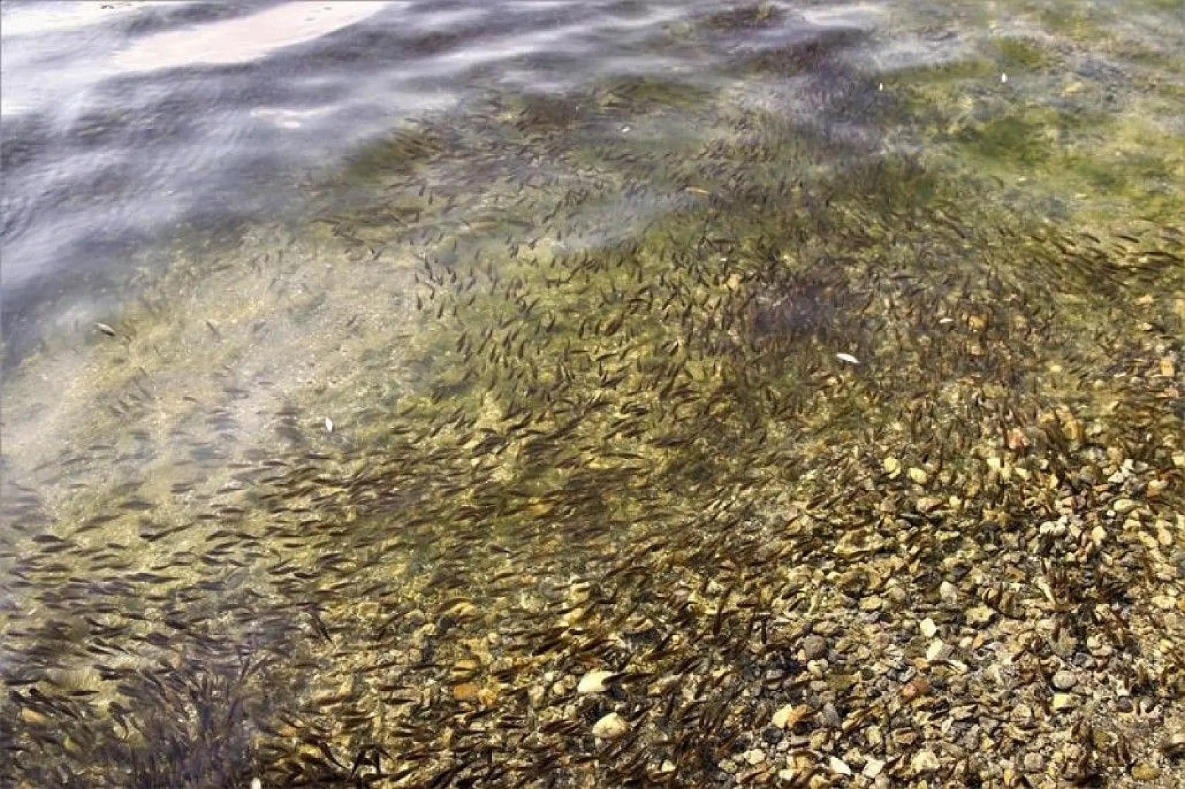 97. yıl anısına 970 bin adet balık yavrusu Keban Barajı'na bırakıldı