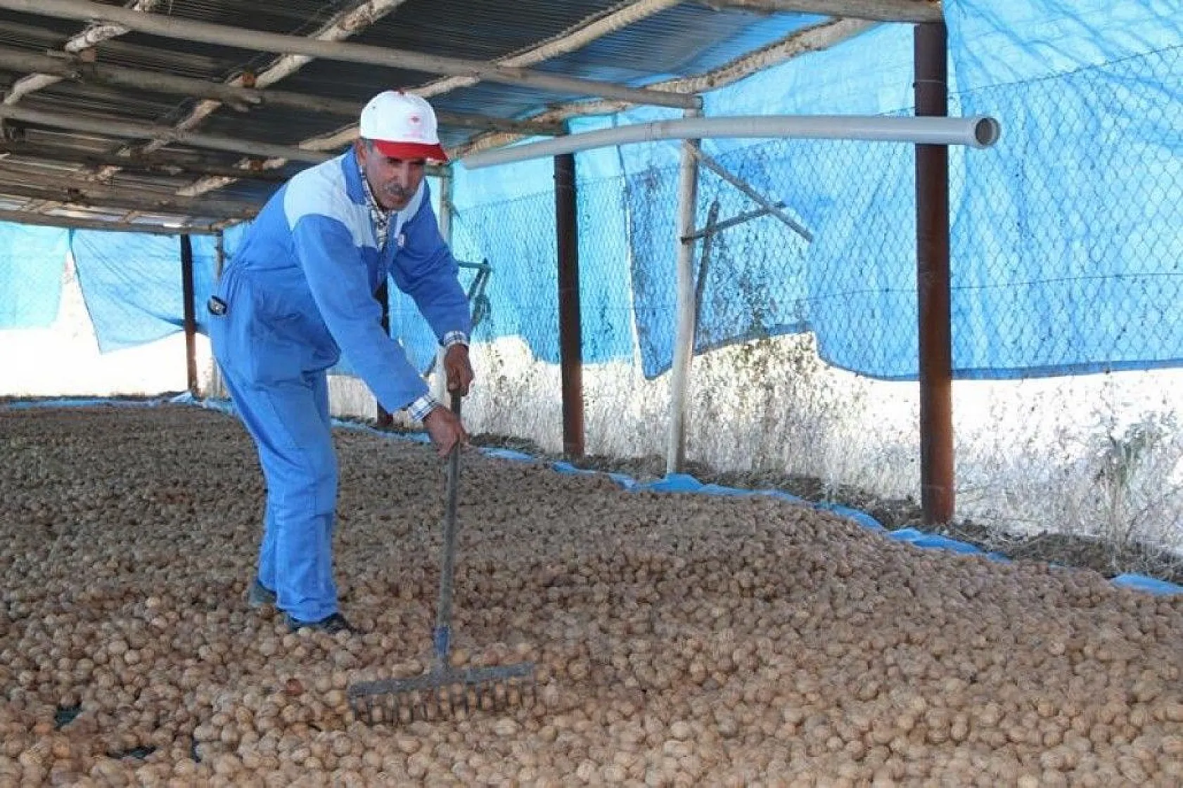 Elazığ'da ceviz üretimi yüzde 100 arttı, yıllık 4 bin tona yaklaştı