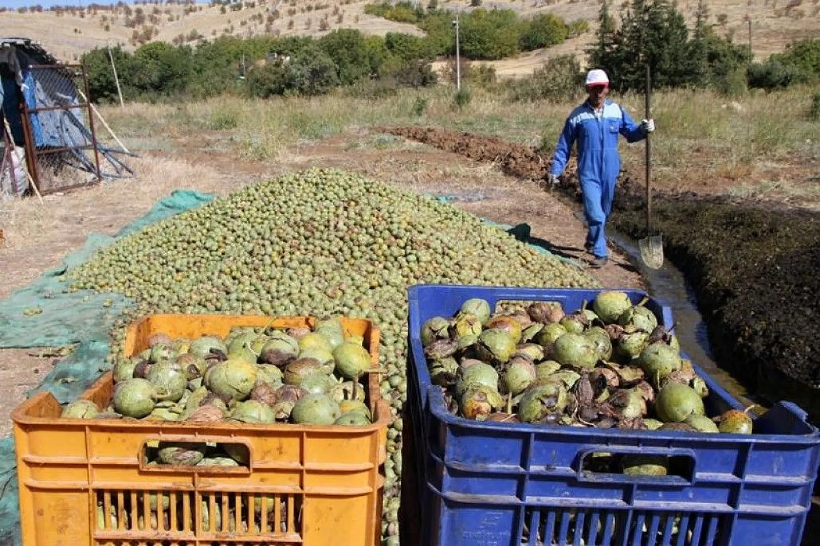 Elazığ'da ceviz üretimi yüzde 100 arttı, yıllık 4 bin tona yaklaştı