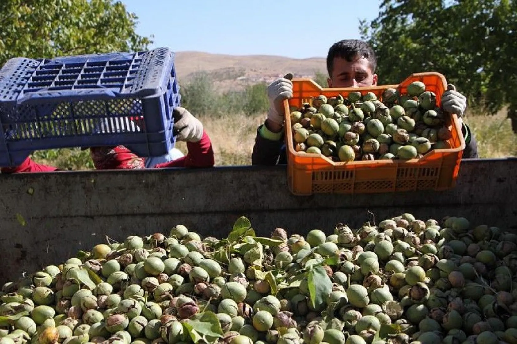 Elazığ'da ceviz üretimi yüzde 100 arttı, yıllık 4 bin tona yaklaştı