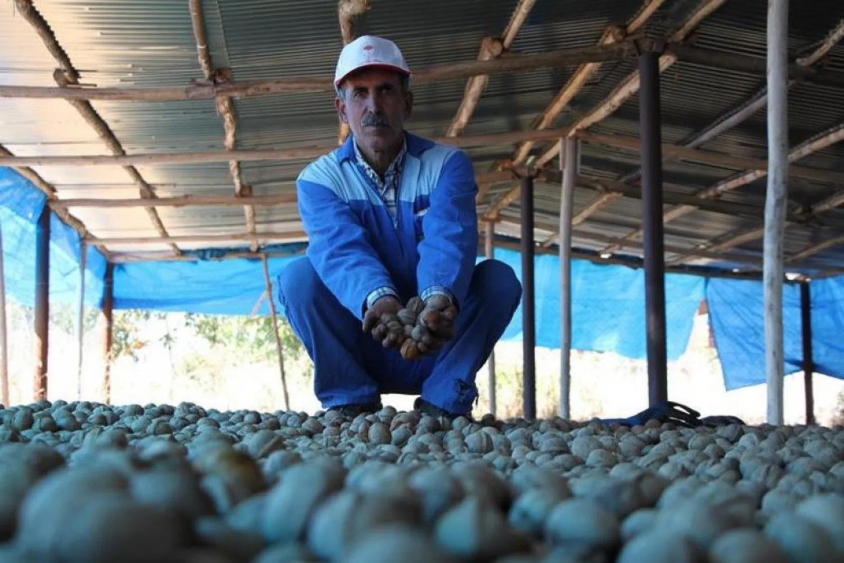 Elazığ'da ceviz üretimi yüzde 100 arttı, yıllık 4 bin tona yaklaştı