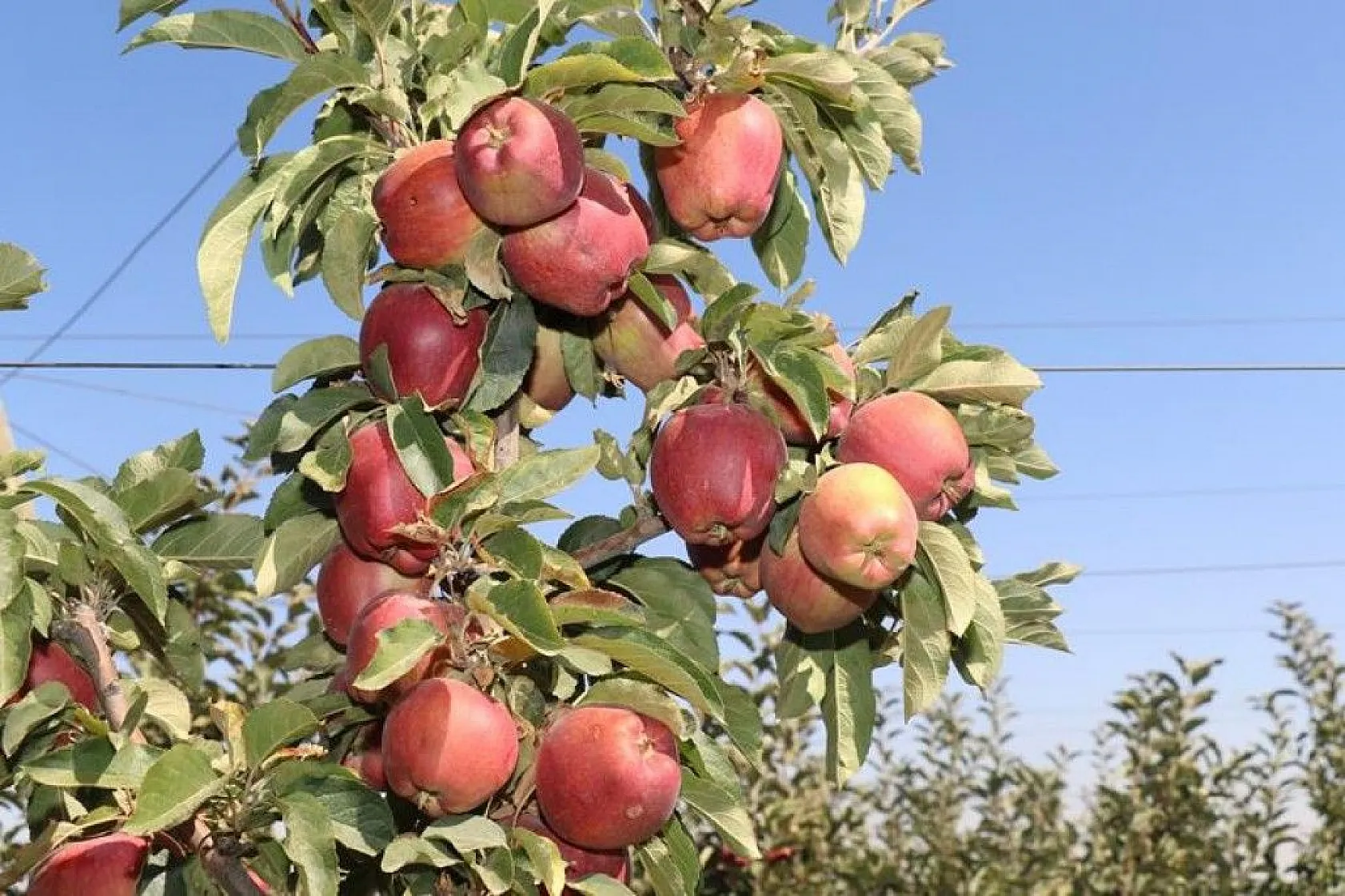 Bir çok tarım ürünü ile ön plana çıkan Elazığ'da, kırmızı elmanın hasadı başladı