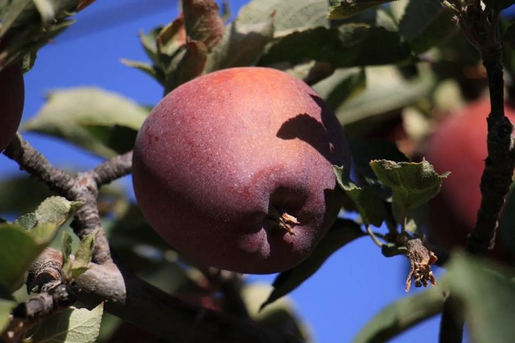 Bir çok tarım ürünü ile ön plana çıkan Elazığ'da, kırmızı elmanın hasadı başladı