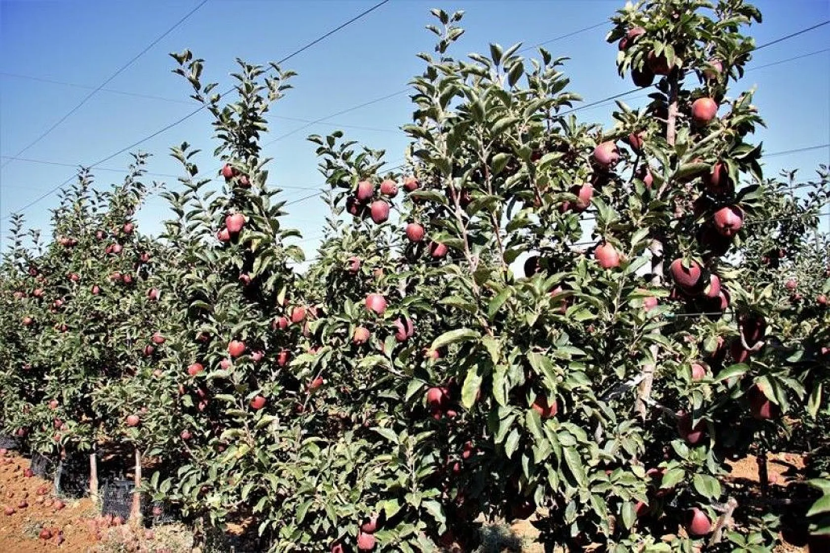 Bir çok tarım ürünü ile ön plana çıkan Elazığ'da, kırmızı elmanın hasadı başladı