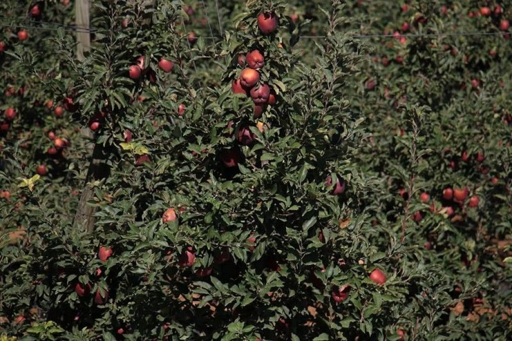 Bir çok tarım ürünü ile ön plana çıkan Elazığ'da, kırmızı elmanın hasadı başladı