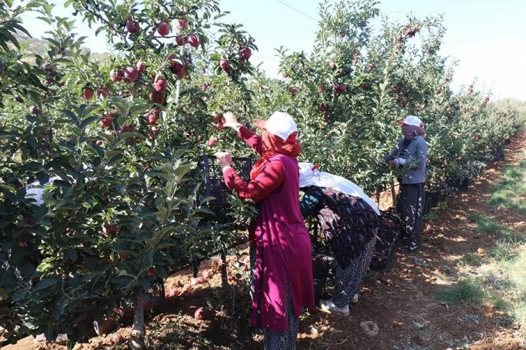 Bir çok tarım ürünü ile ön plana çıkan Elazığ'da, kırmızı elmanın hasadı başladı