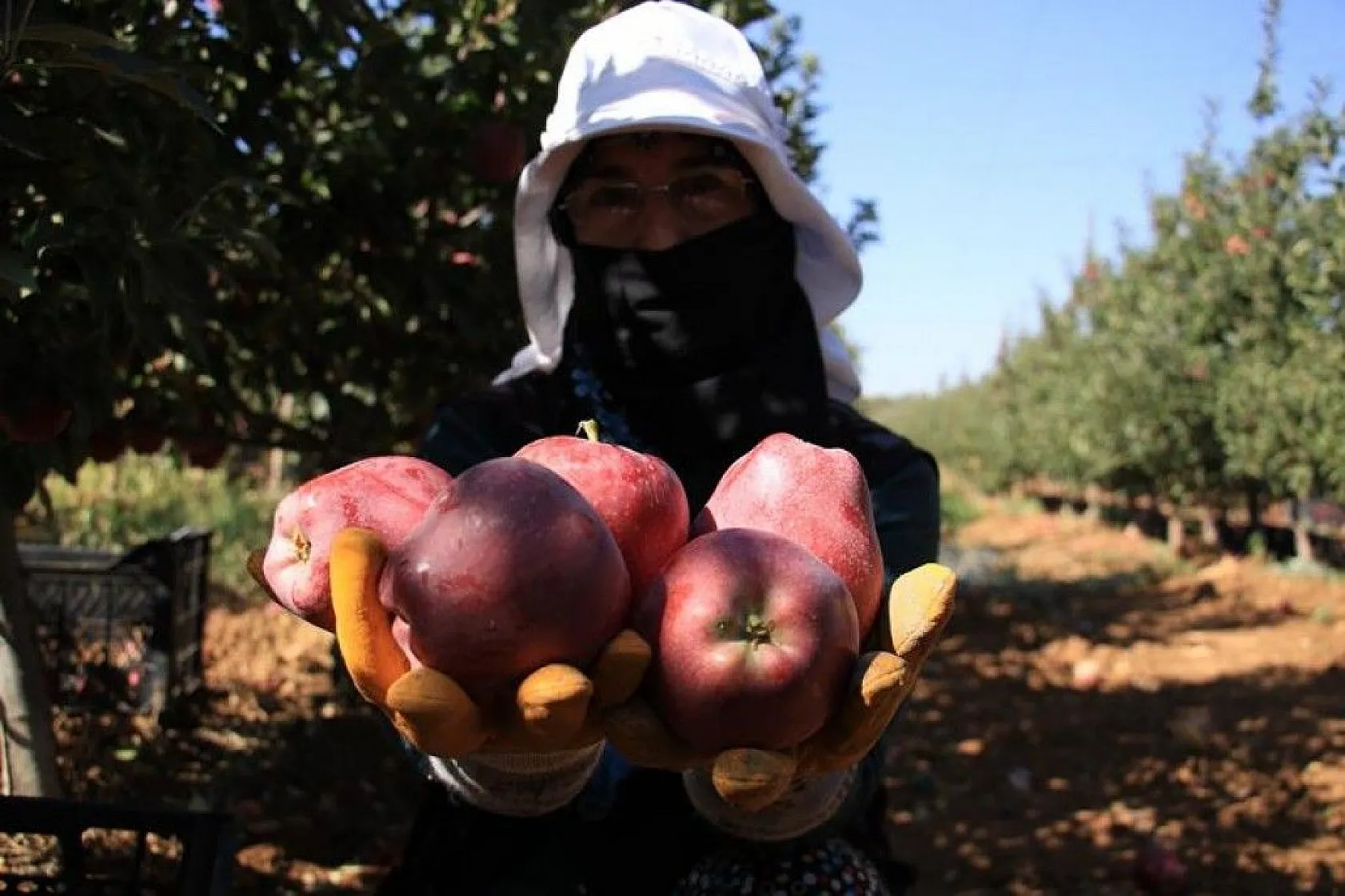 Bir çok tarım ürünü ile ön plana çıkan Elazığ'da, kırmızı elmanın hasadı başladı