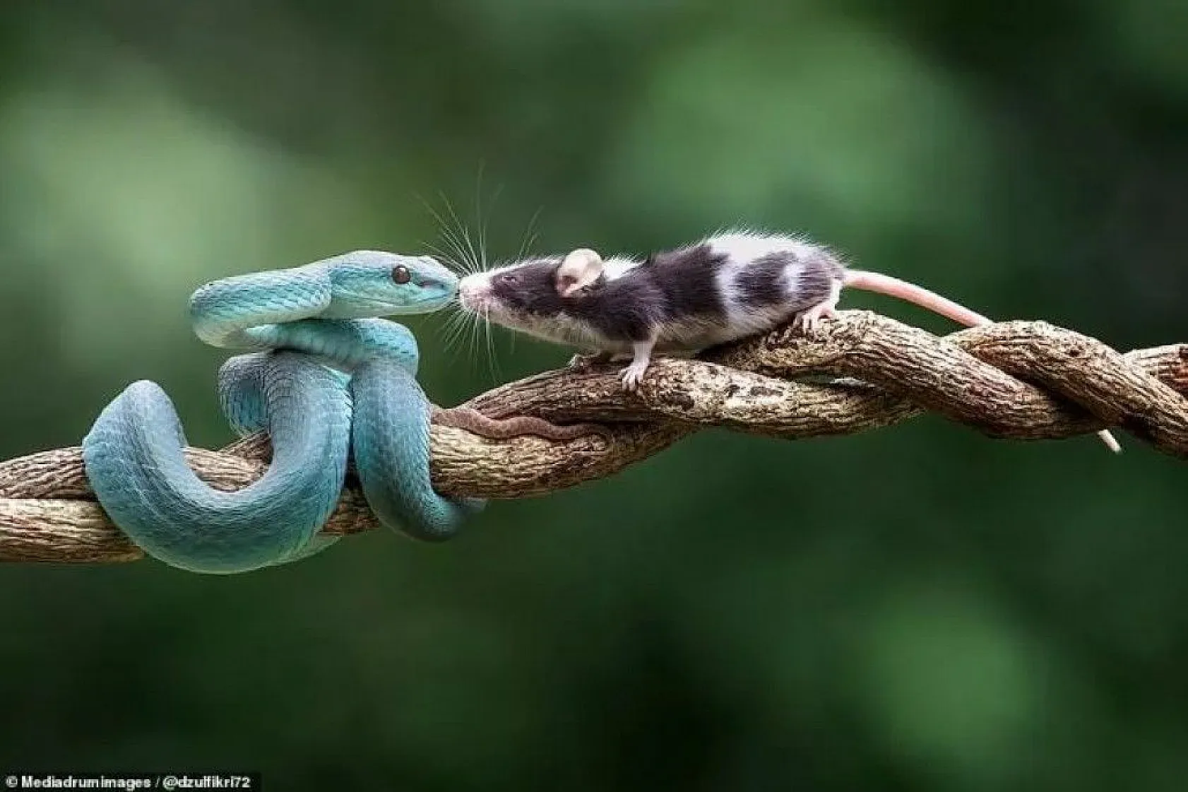 Mavi engerek yılan ile farenin inanılmaz karşılaşması!