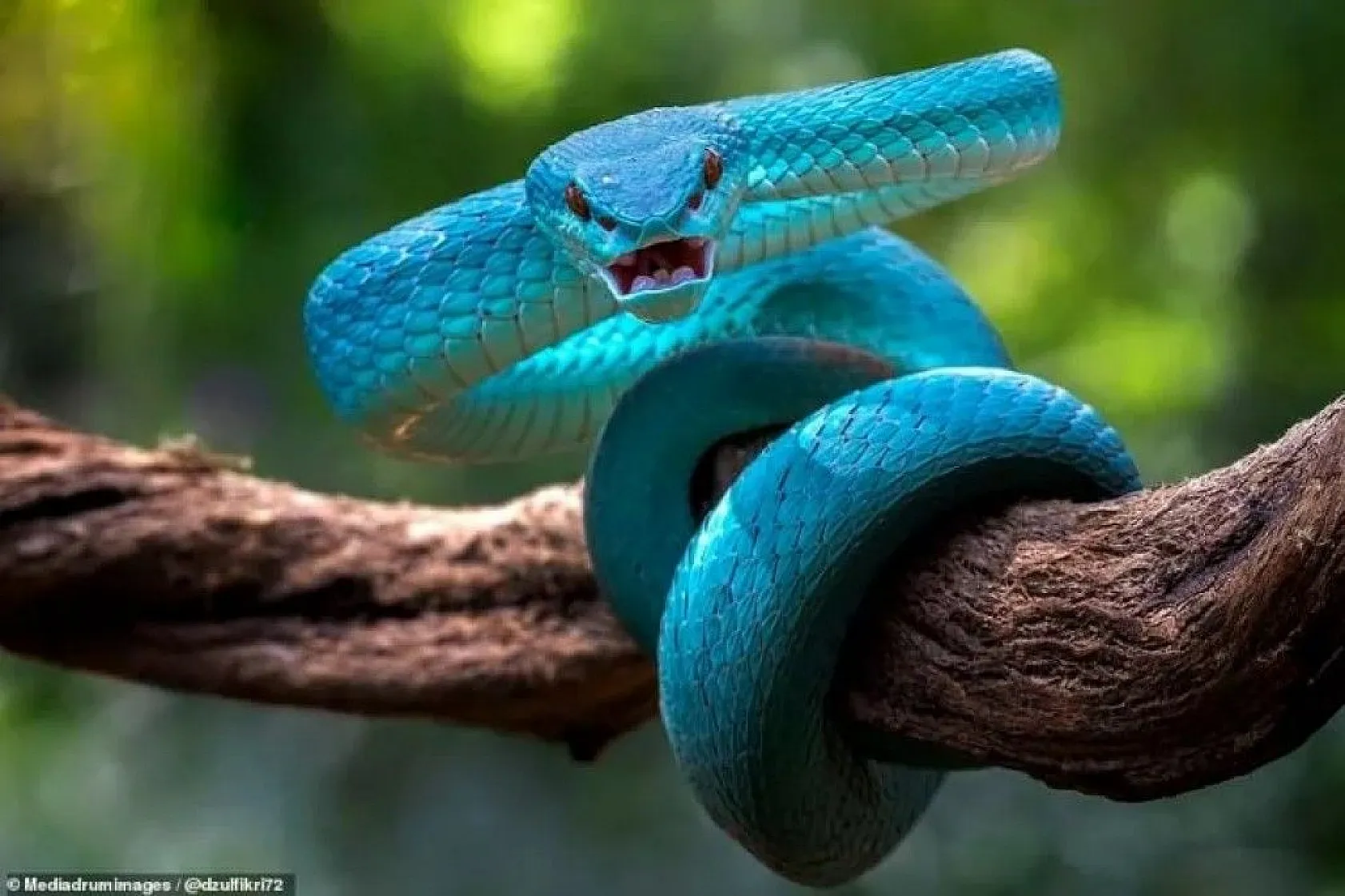 Mavi engerek yılan ile farenin inanılmaz karşılaşması!