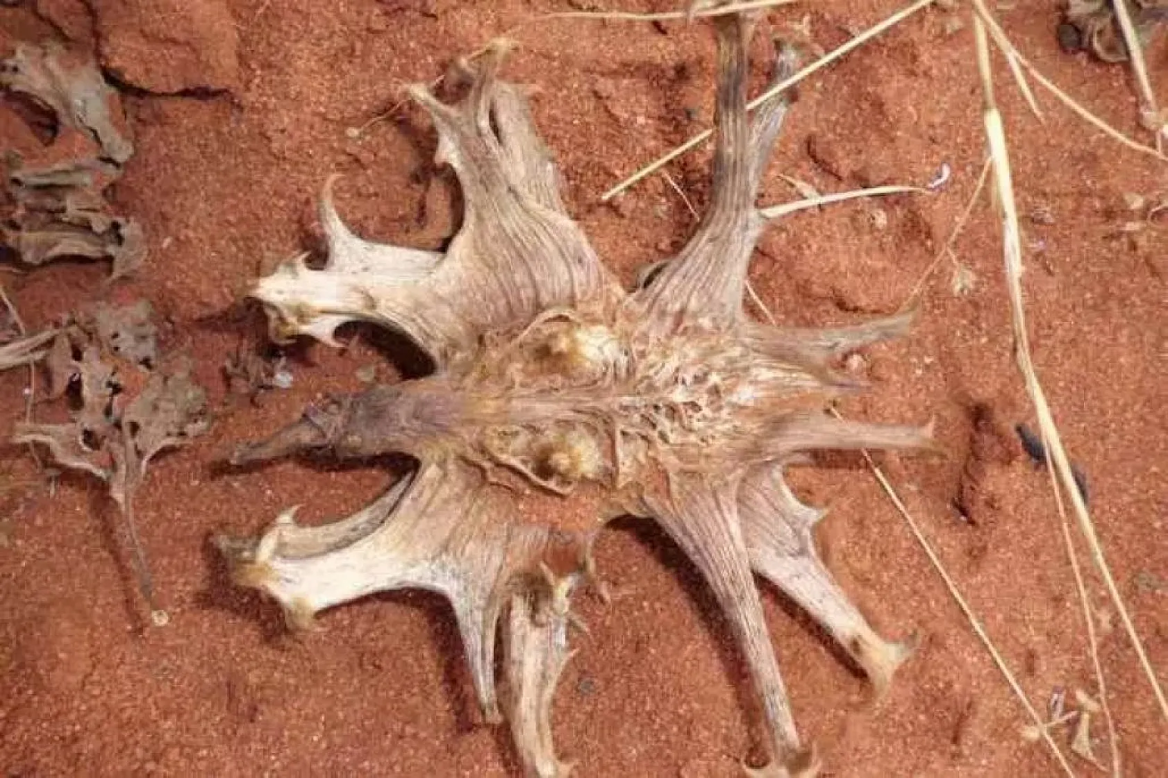 İşte bilim insanları tarafından kabul edilen en güçlü doğal ağrı kesiciler