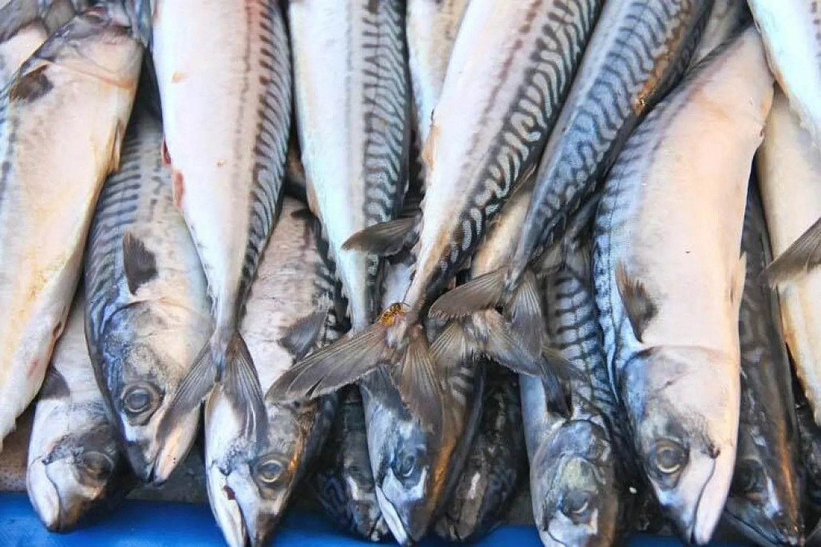 İşte yağ yakıcı süper besinler