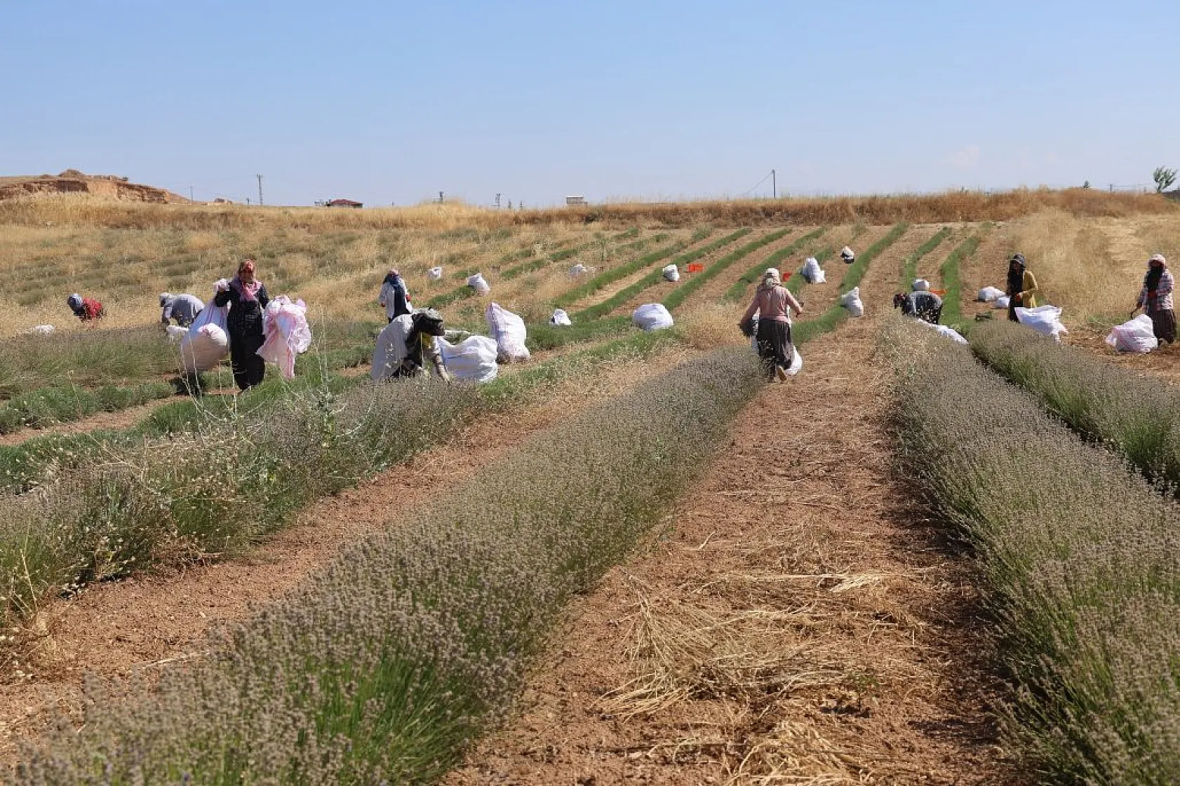 Gelin ve görümce'den lavanta yatırımı: Elazığ'da 12 dönümde üçüncü hasat