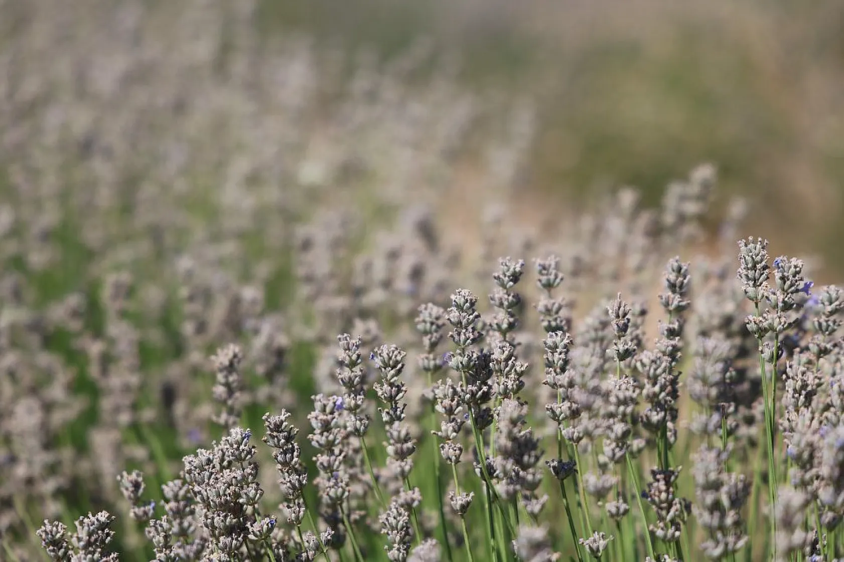 Gelin ve görümce'den lavanta yatırımı: Elazığ'da 12 dönümde üçüncü hasat