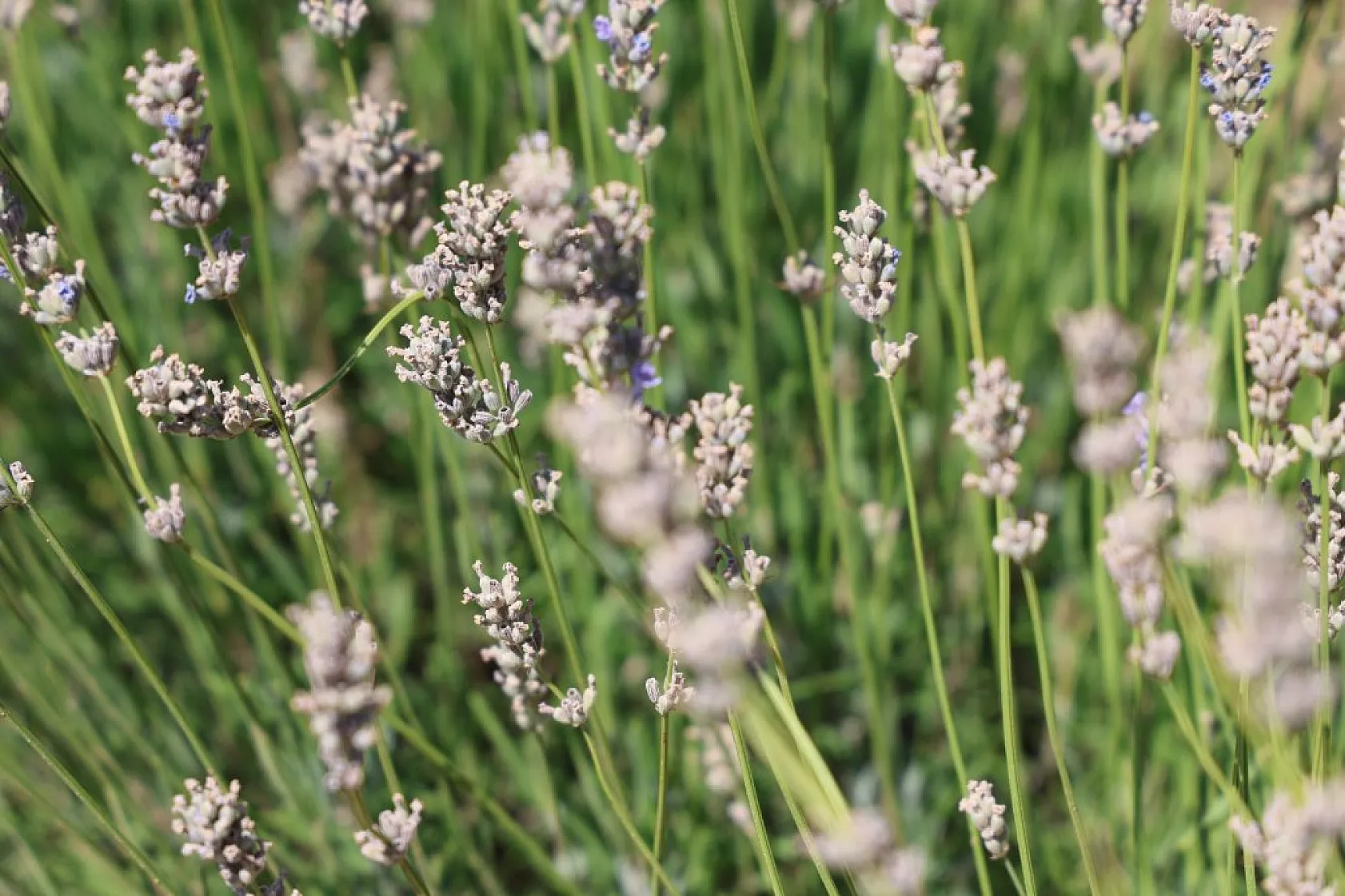 Gelin ve görümce'den lavanta yatırımı: Elazığ'da 12 dönümde üçüncü hasat